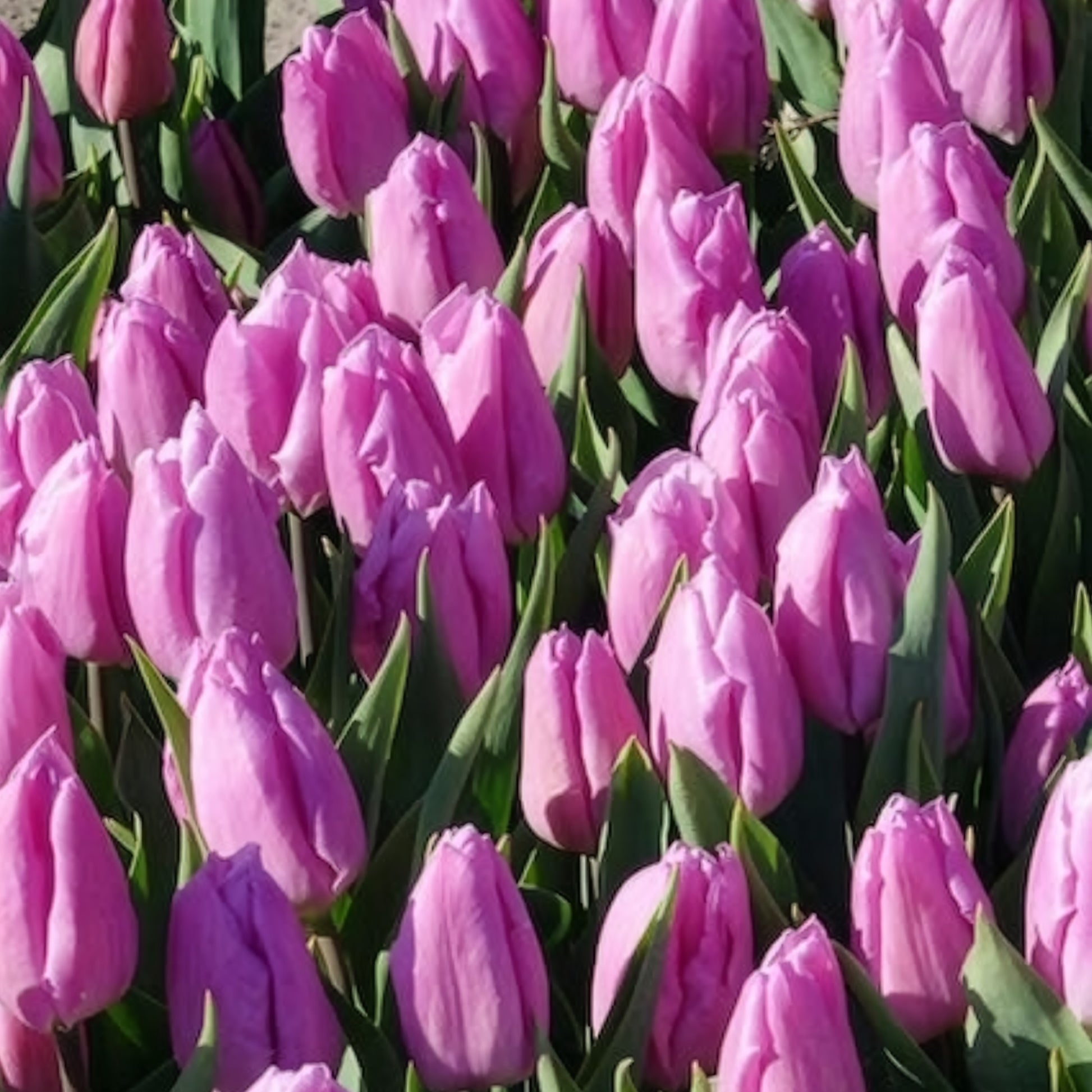 Tulpen-Zwiebeln - Triumph-Tulpen Candy Prince - Tulipa 'candy prince'