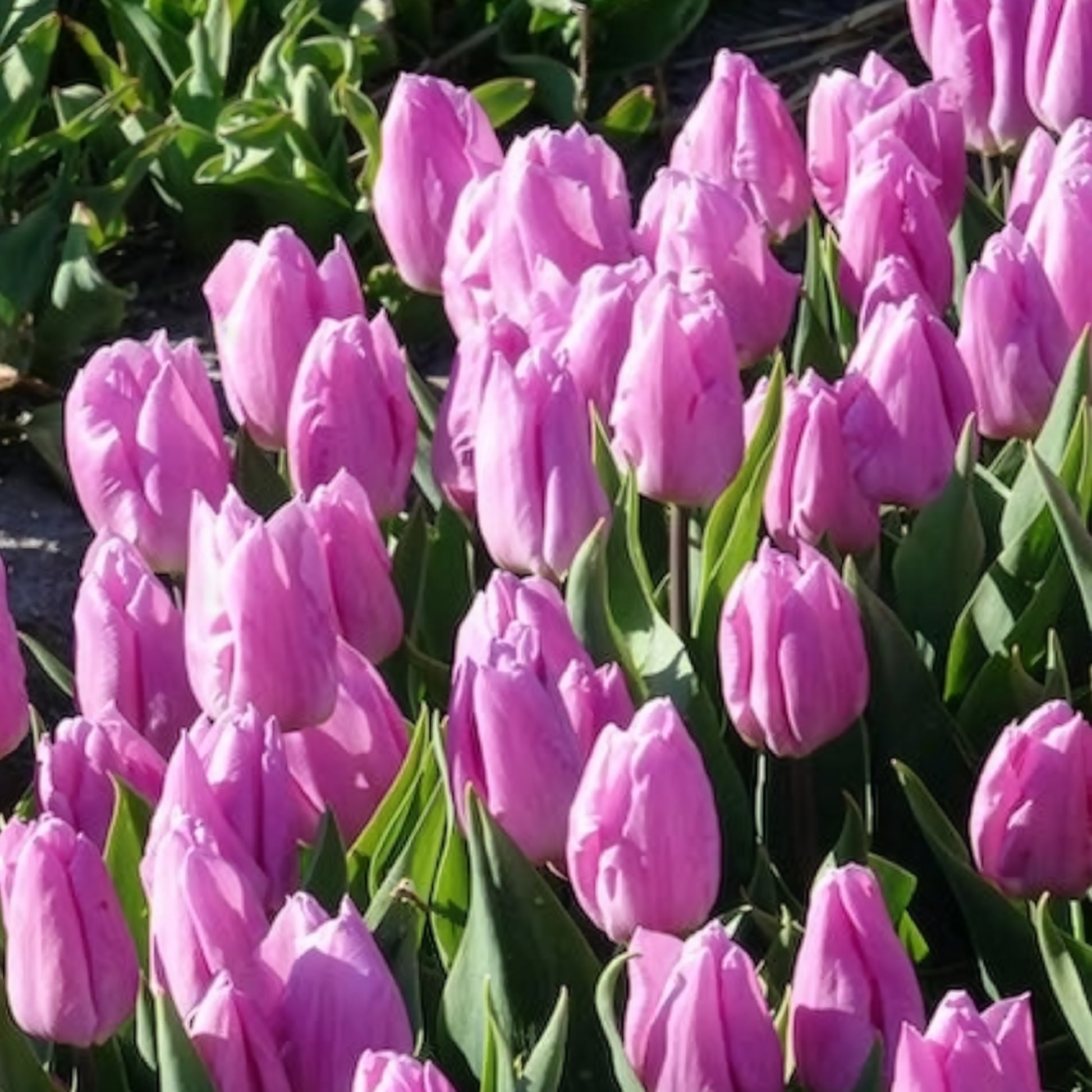 Verkauf Triumph-Tulpen Candy Prince - Tulipa 'candy prince'