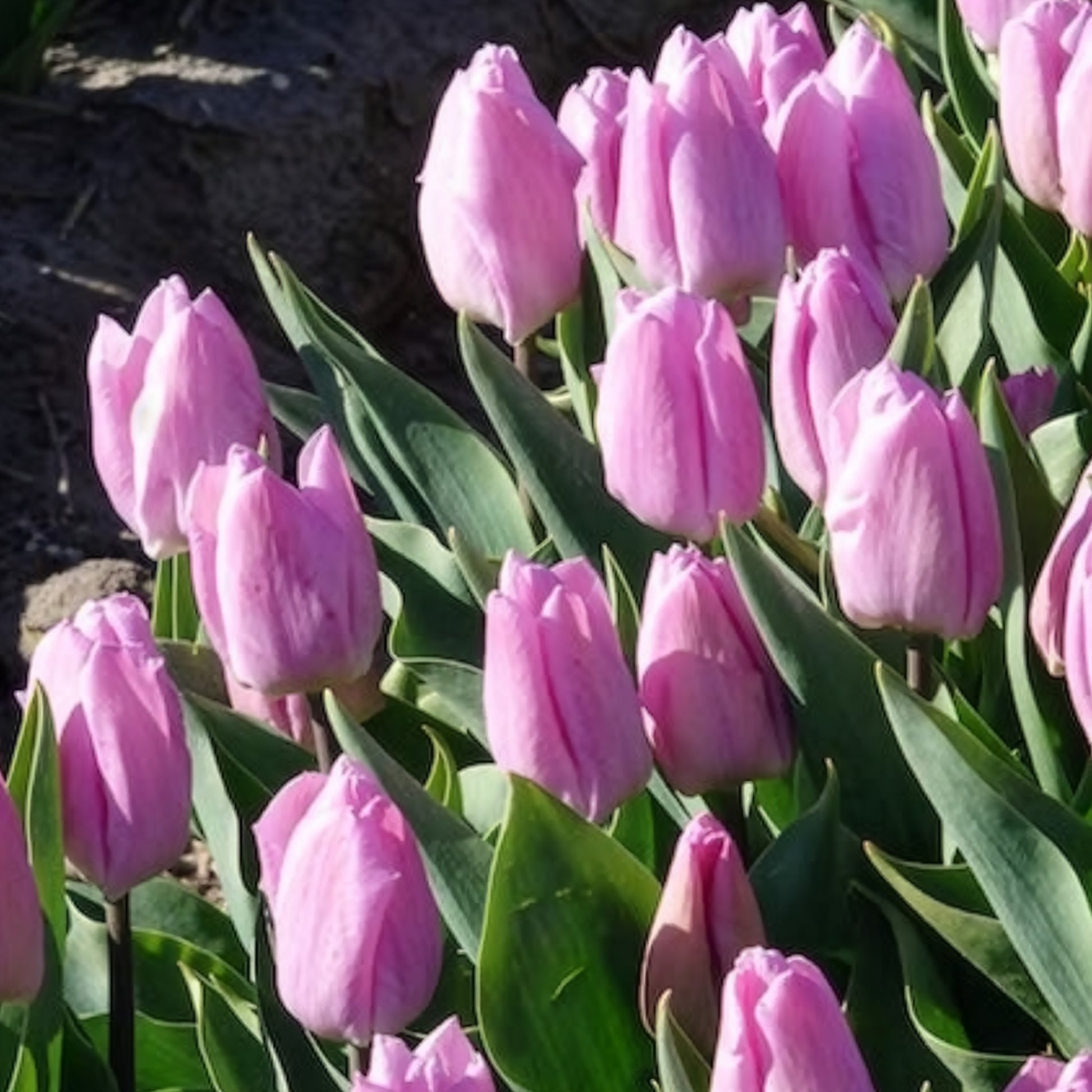 Triumph-Tulpen Candy Prince - Tulipa 'candy prince' - Bakker