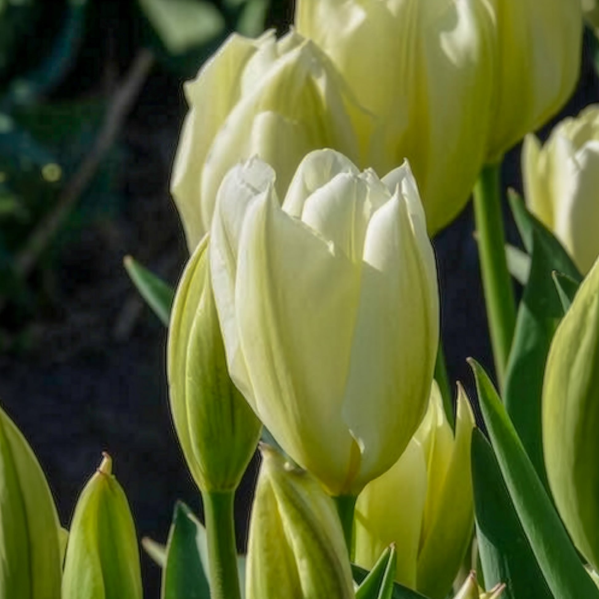 Verkauf Fosteriana-Tulpen Purissima - Tulpen-Zwiebeln