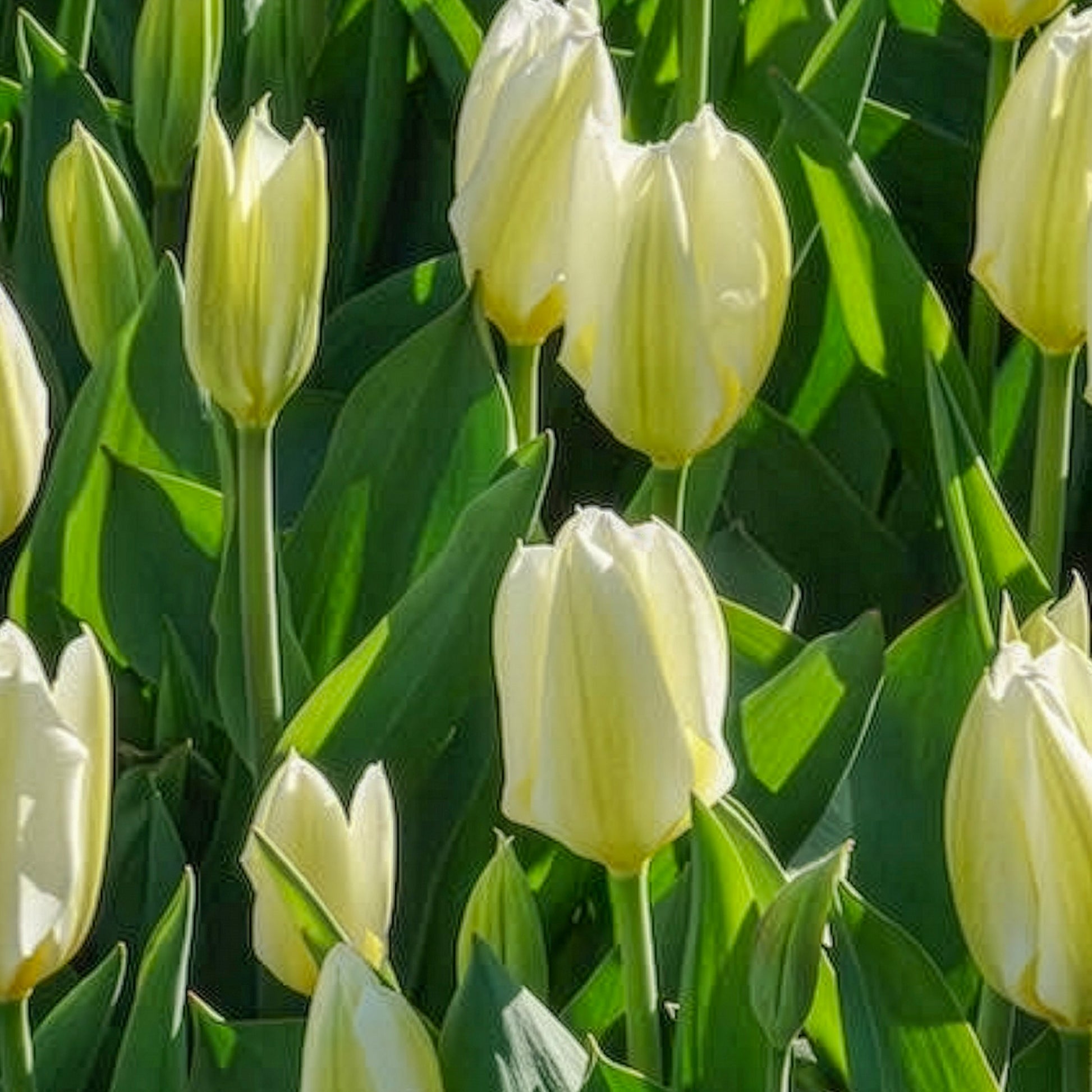 Verkauf Tulpen-Zwiebeln - Fosteriana-Tulpen Purissima