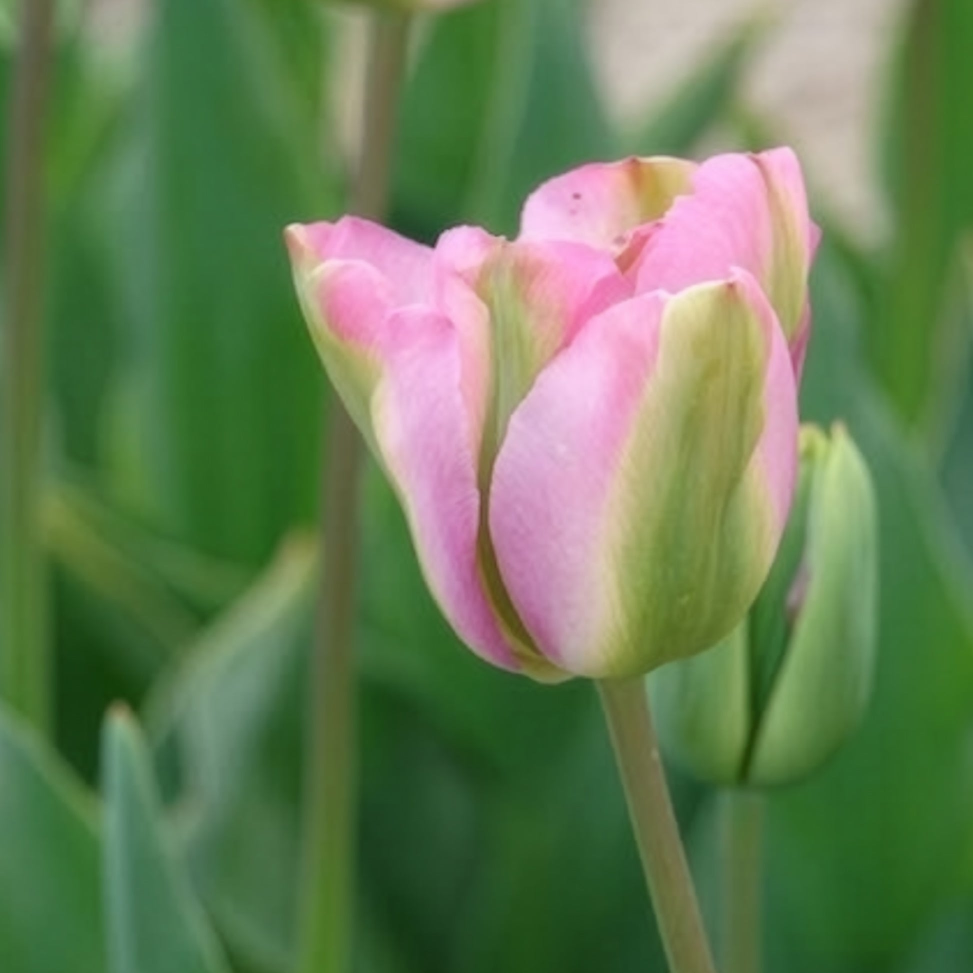 Tulipa 'groenland' - Viridiflora-Tulpen Groenland - Tulpen-Zwiebeln