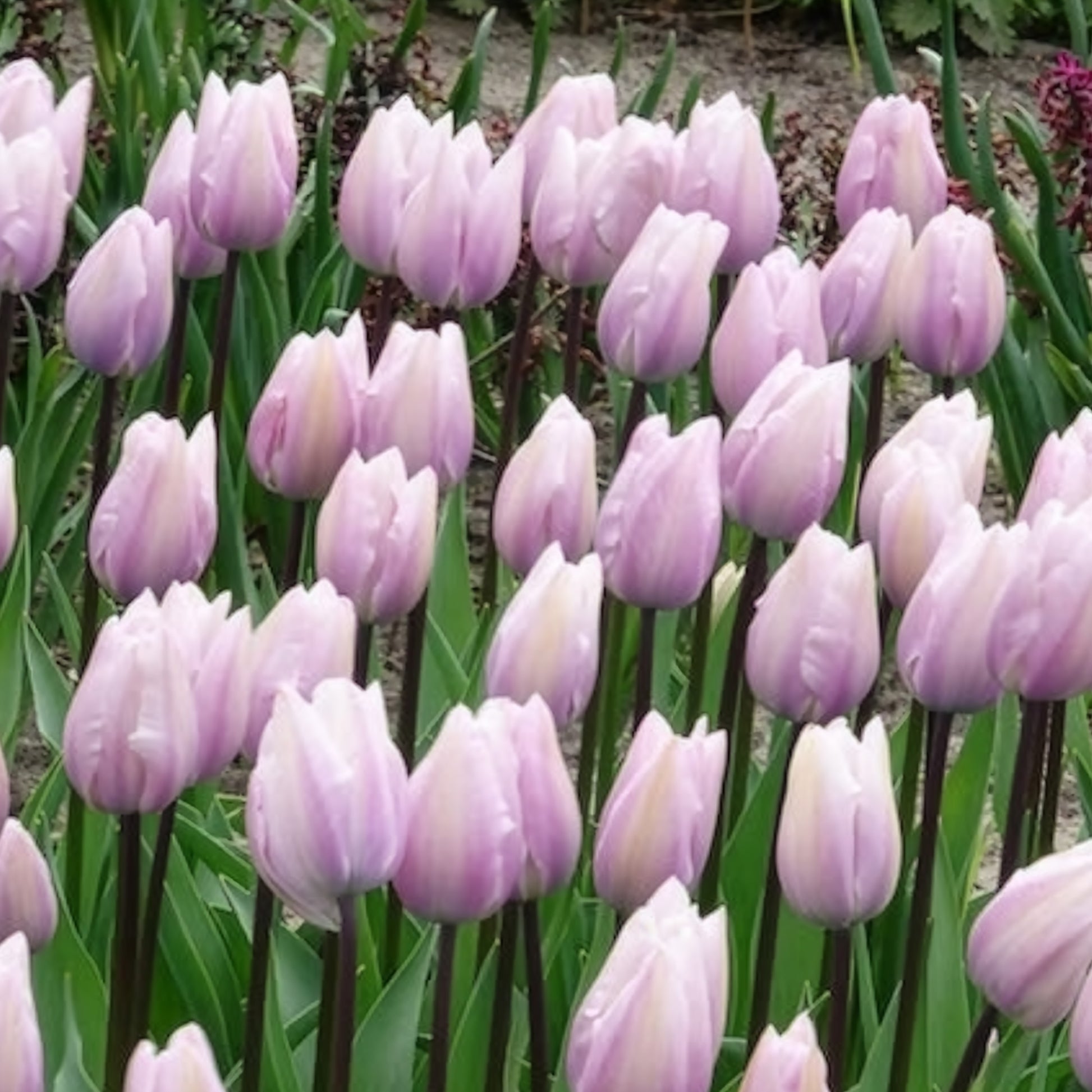 Tulpen-Zwiebeln - Triumph-Tulpen Silver Cloud - Tulipa 'silver cloud'