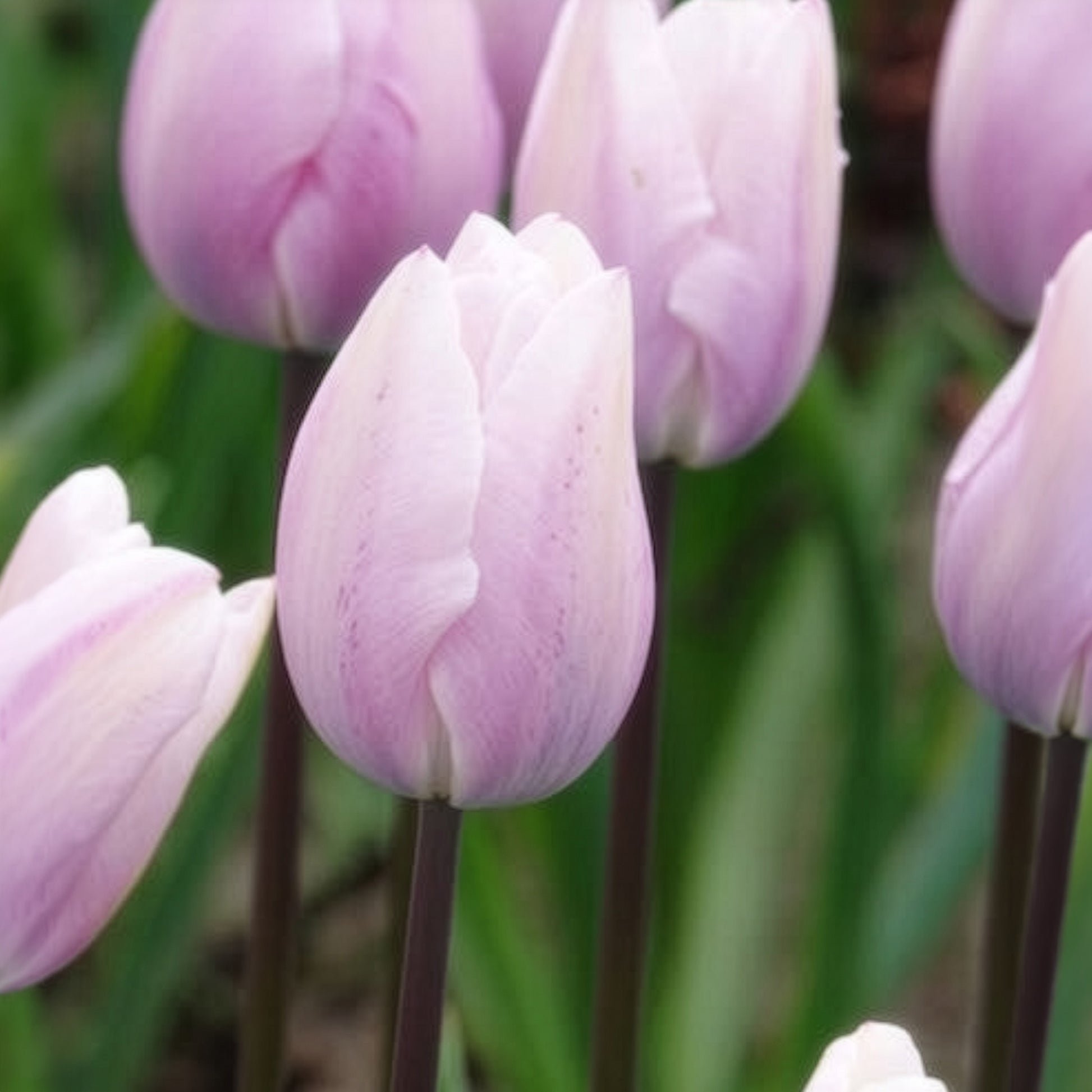 Tulipa 'silver cloud' - Triumph-Tulpen Silver Cloud - Tulpen-Zwiebeln