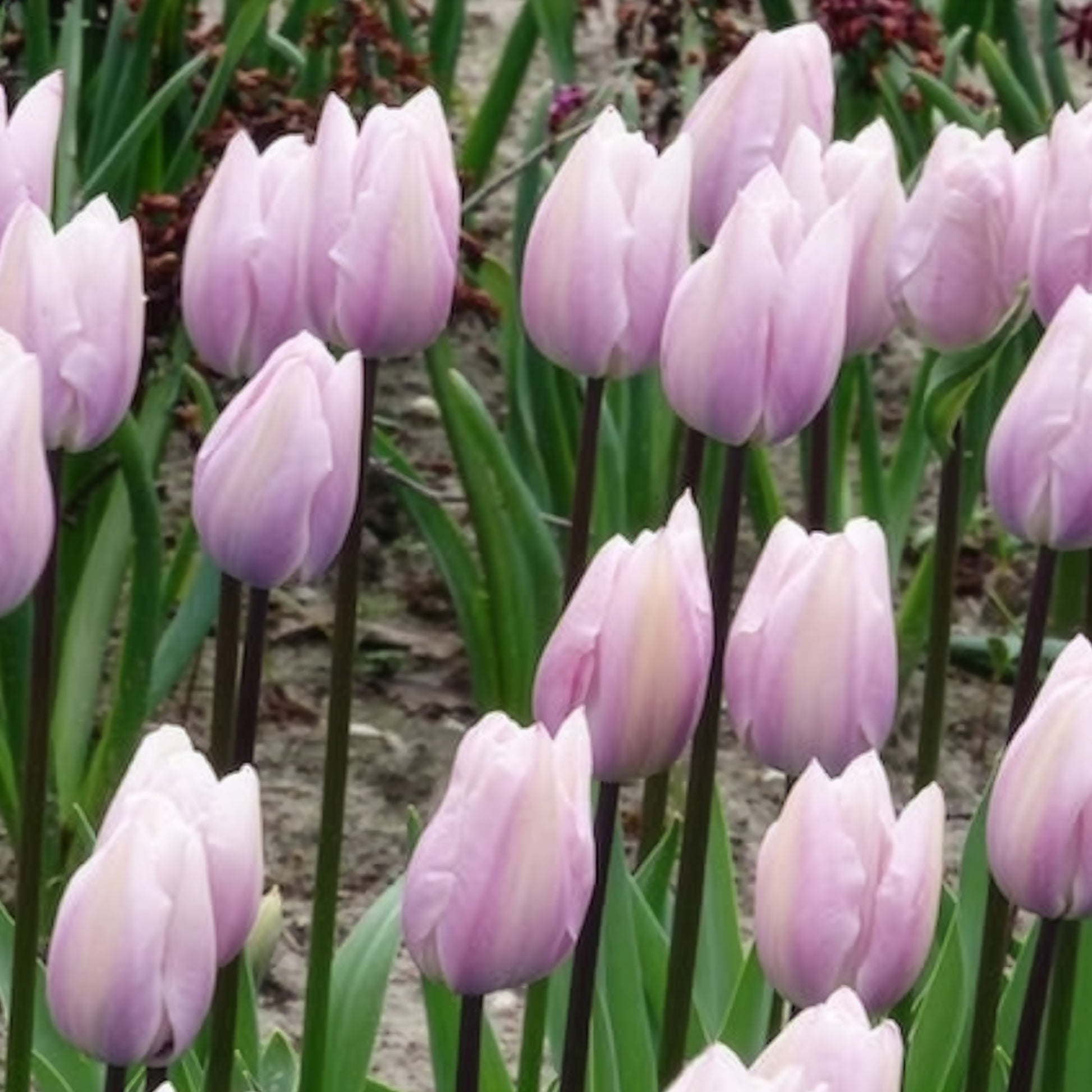 Triumph-Tulpen Silver Cloud - Tulipa 'silver cloud' - Bakker