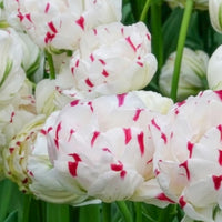 Tulipa Danceline - Tulpe 'Dance Line' gefüllt (x7) - Tulpen-Zwiebeln