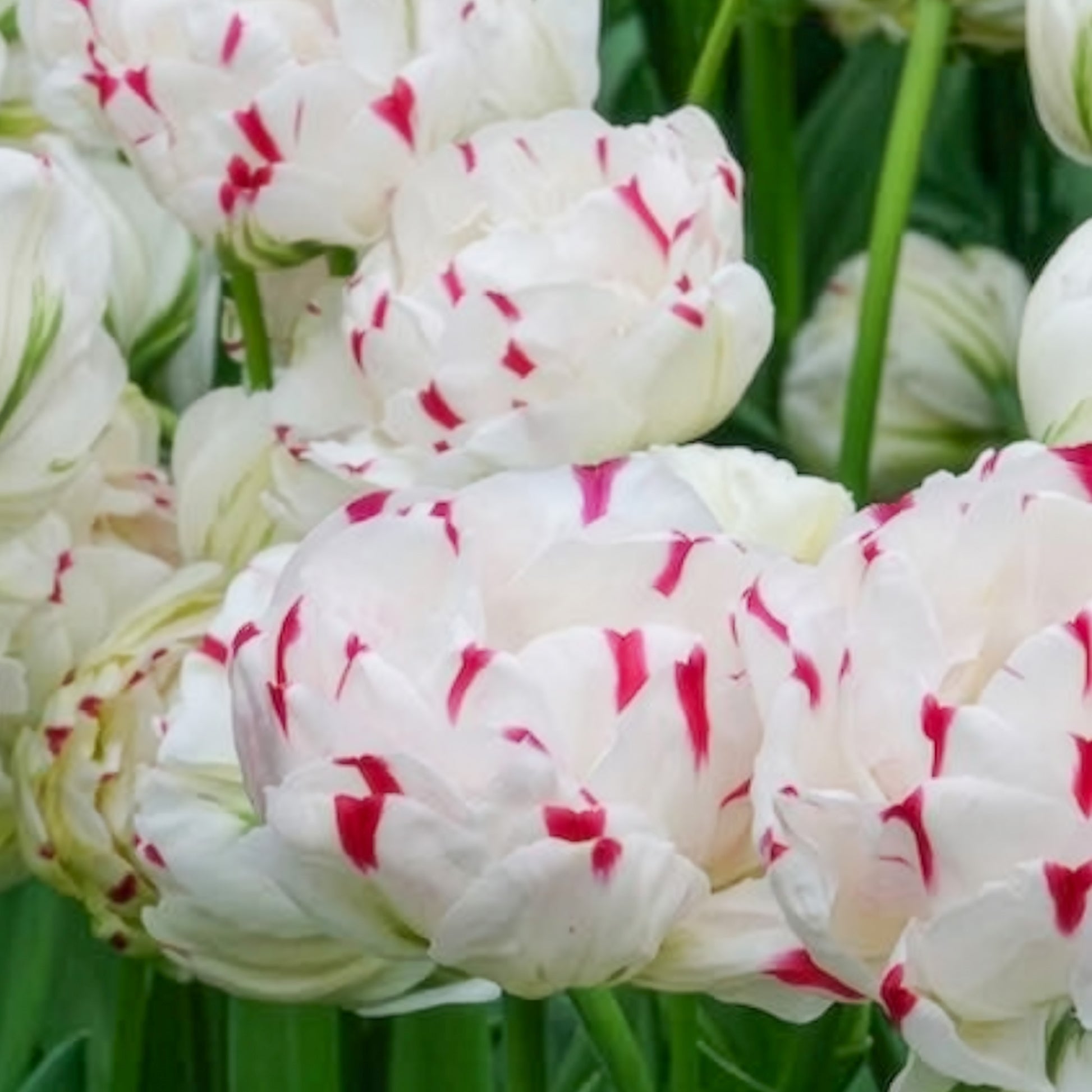 Tulipa Danceline - Tulpe 'Dance Line' gefüllt (x7) - Tulpen-Zwiebeln