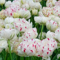 Tulpen-Zwiebeln - Tulpe 'Dance Line' gefüllt (x7) - Tulipa Danceline