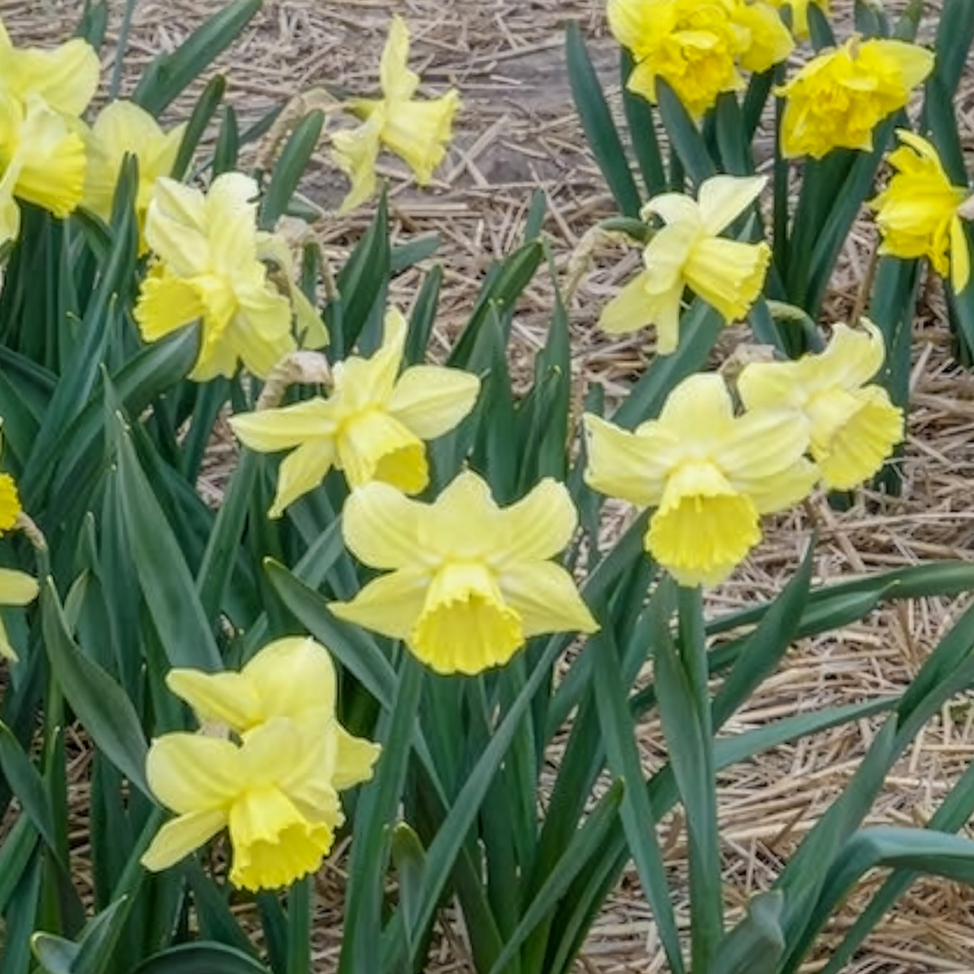 Narzissen-Zwiebeln - Großkronige Narzissen ‘Avalon’ (x7) - Narcissus Avalon