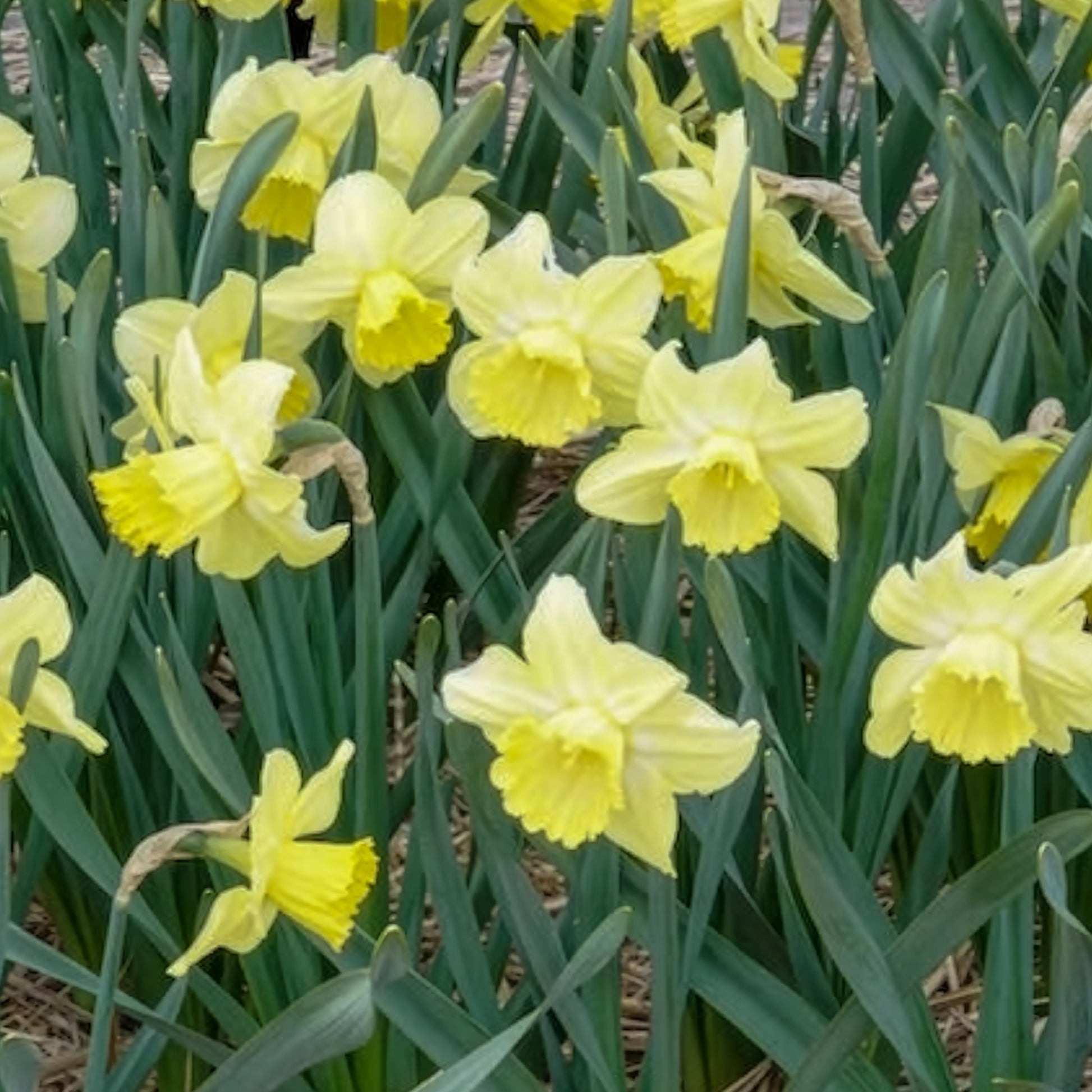 Narcissus Avalon - Großkronige Narzissen ‘Avalon’ (x7) - Narzissen-Zwiebeln