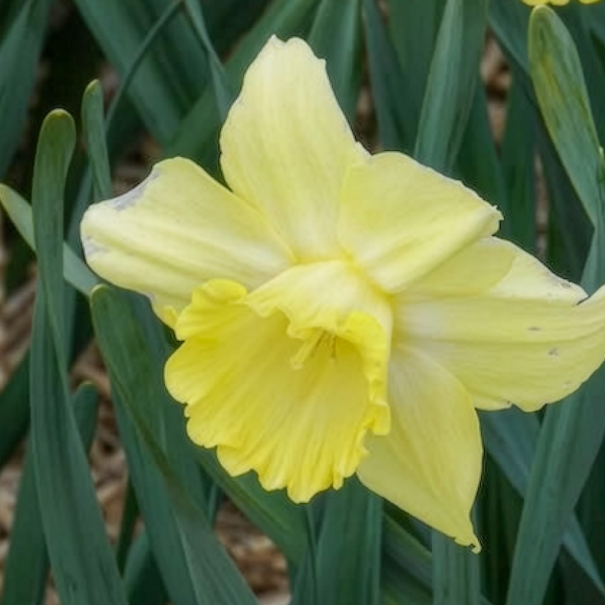 Großkronige Narzissen ‘Avalon’ (x7) - Narcissus Avalon - Bakker