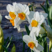 Narcissus 'geranium' - Narzissen Geranium (x5) - Narzissen-Zwiebeln