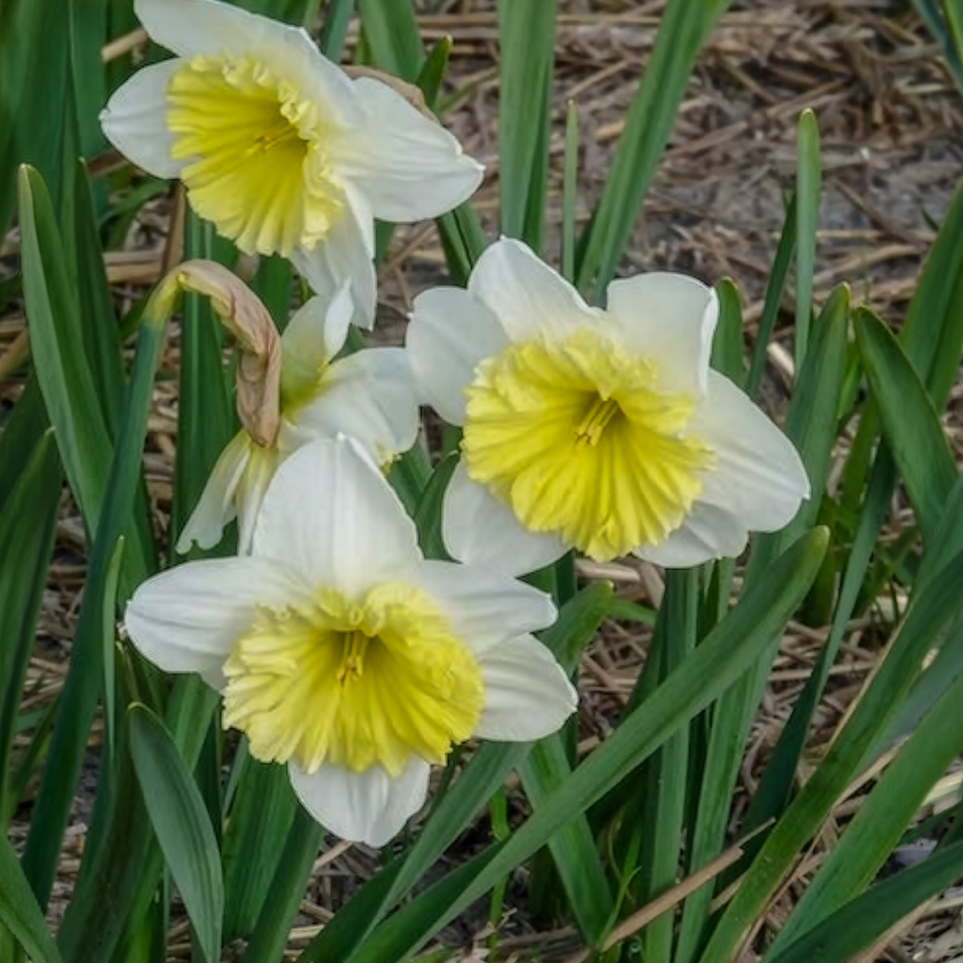 Verkauf Narzissen mit großer Krone Ice Follies (x5) - Narcissus 'ice follies'