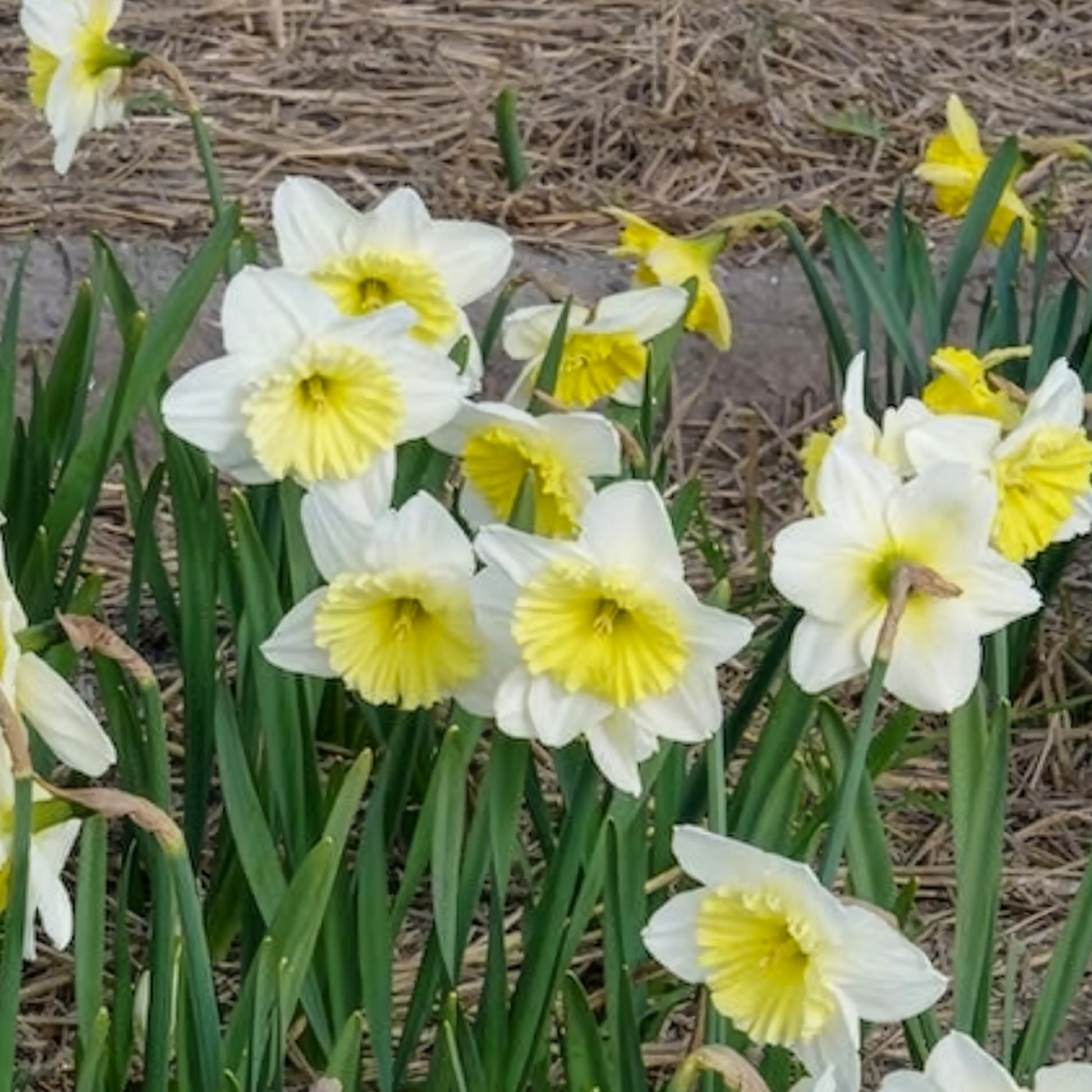 Narzissen-Zwiebeln - Narzissen mit großer Krone Ice Follies (x5) - Narcissus 'ice follies'