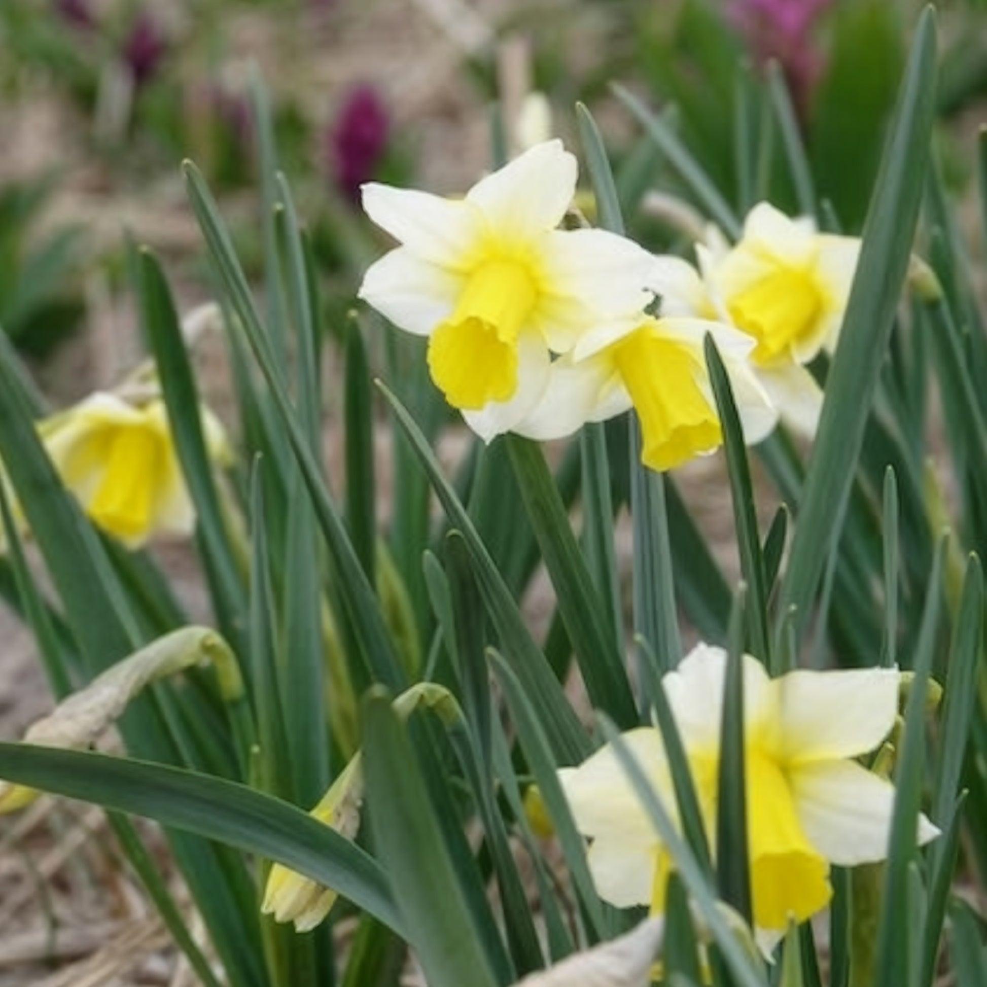 Verkauf Narzissen Golden Echo (x7) - Narcissus 'golden echo'