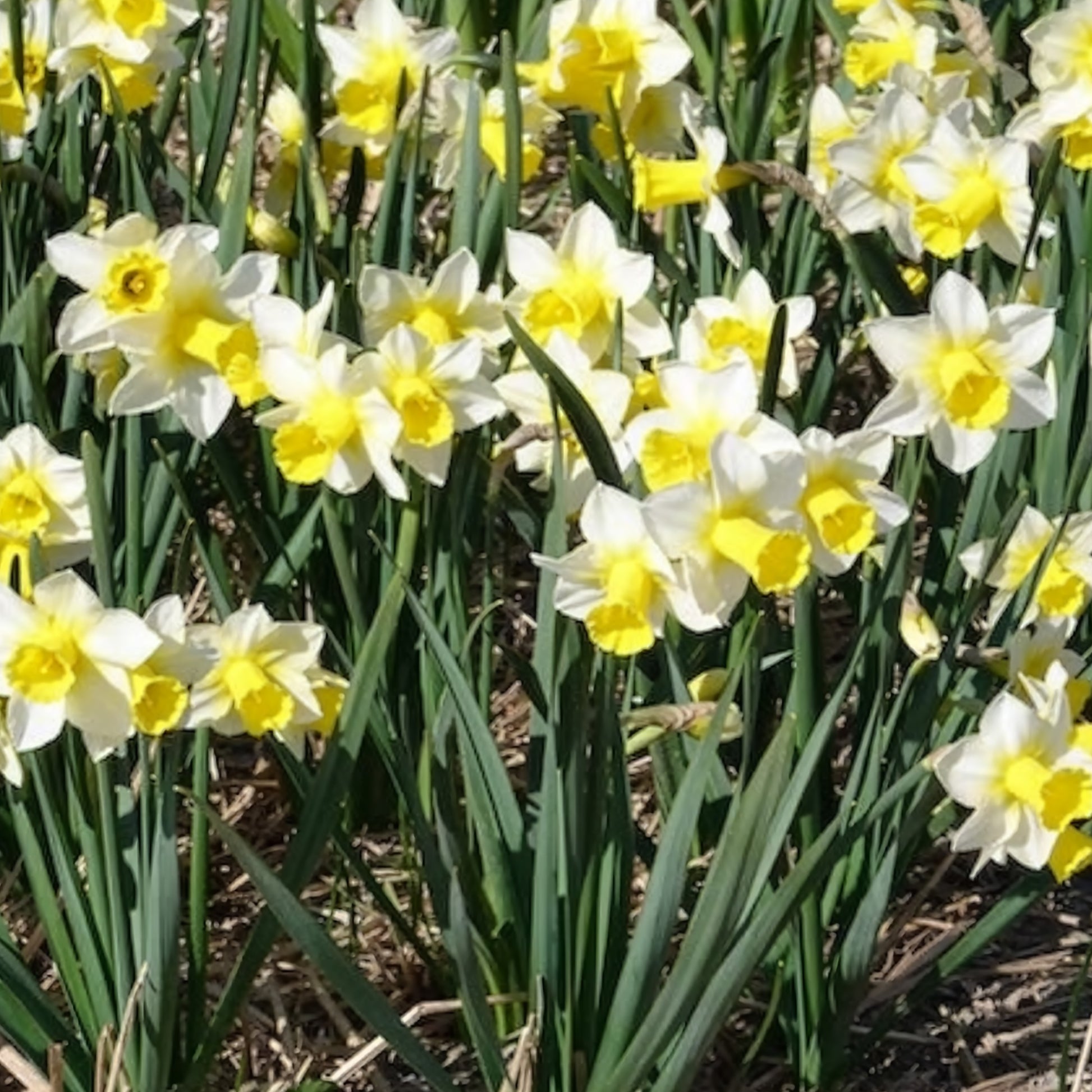 Narzissen-Zwiebeln - Narzissen Golden Echo (x7) - Narcissus 'golden echo'
