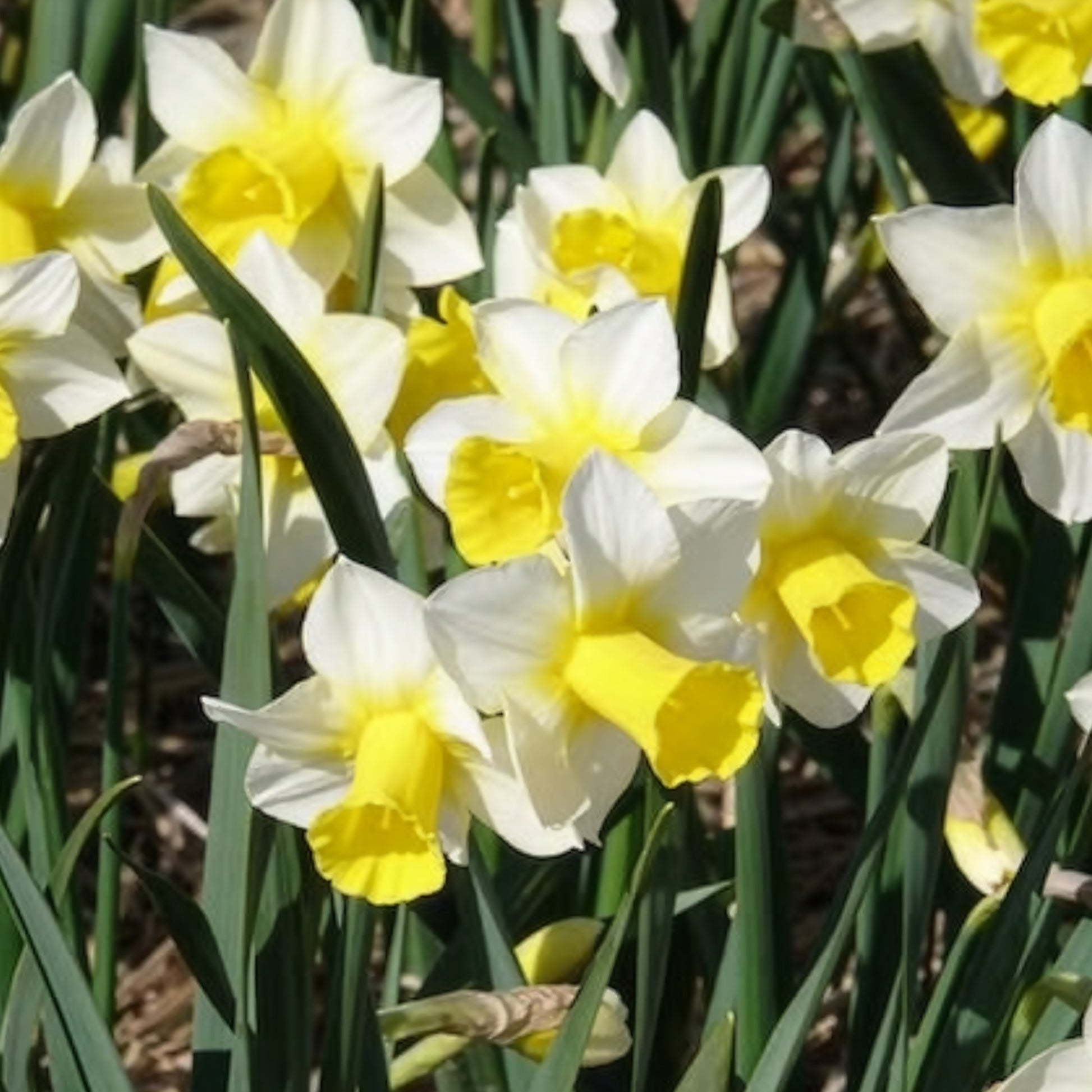 Narcissus 'golden echo' - Narzissen Golden Echo (x7) - Narzissen-Zwiebeln