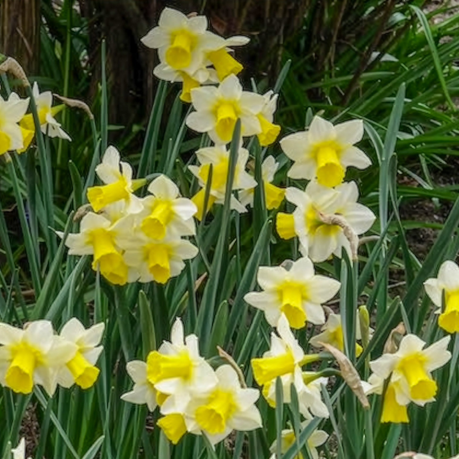 Narzissen Golden Echo (x7) - Narcissus 'golden echo' - Bakker