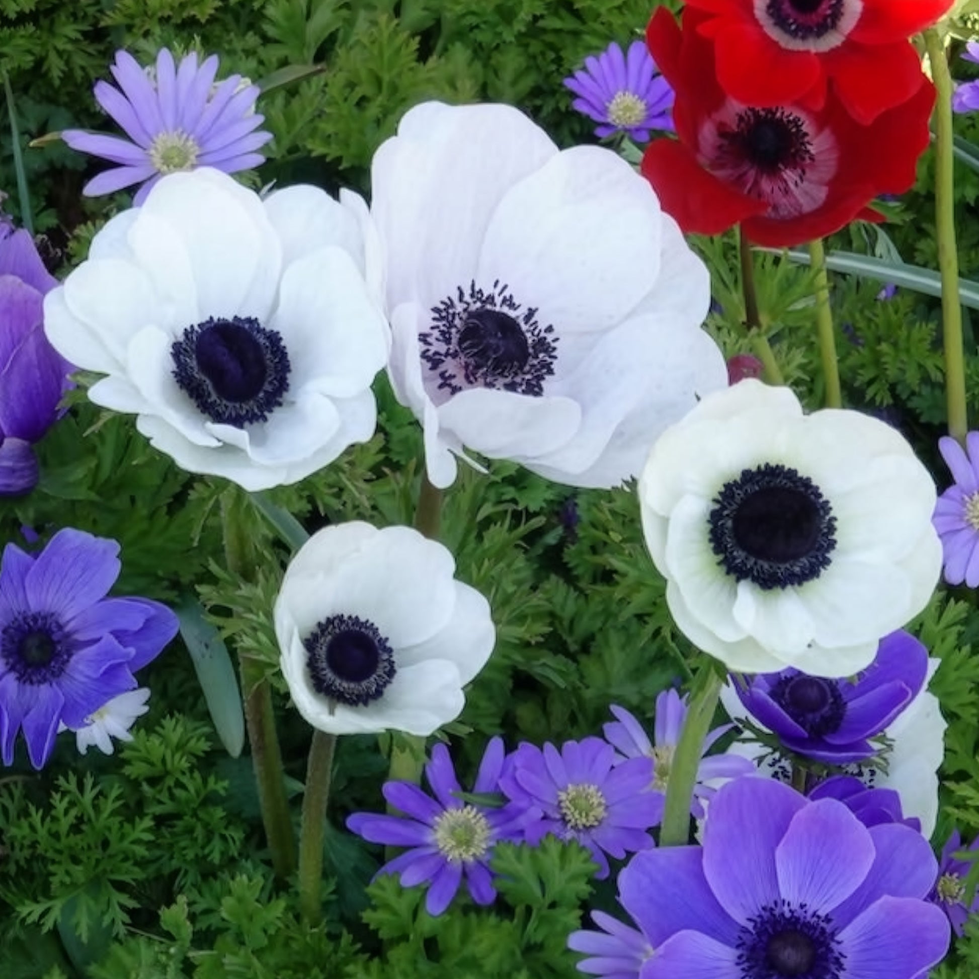 Anemone coronaria 'the bride' - Kronen-Anemonen ‘The Bride’ - Anemonen-Zwiebeln