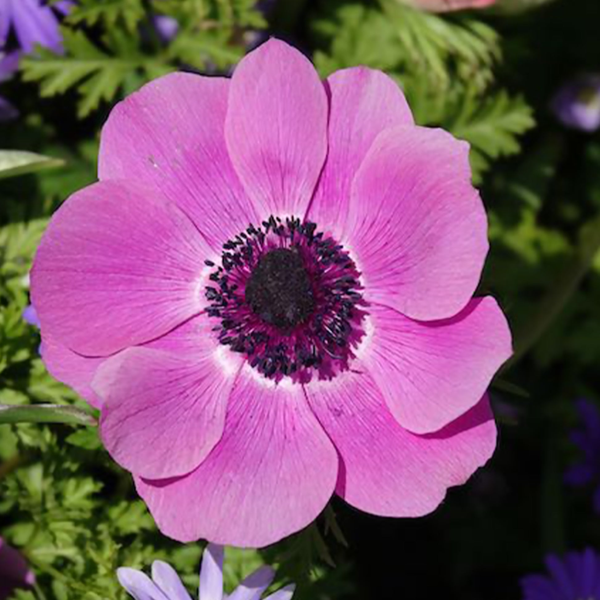 Anemone 'sylphide' - Anemonen coronaria - Rosa - Anemonen-Zwiebeln