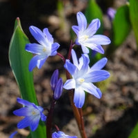 Chionodoxa 'forbesii' - Schneeglanz ‘Forbesii’ (x20) - Schneeglanz-Zwiebeln