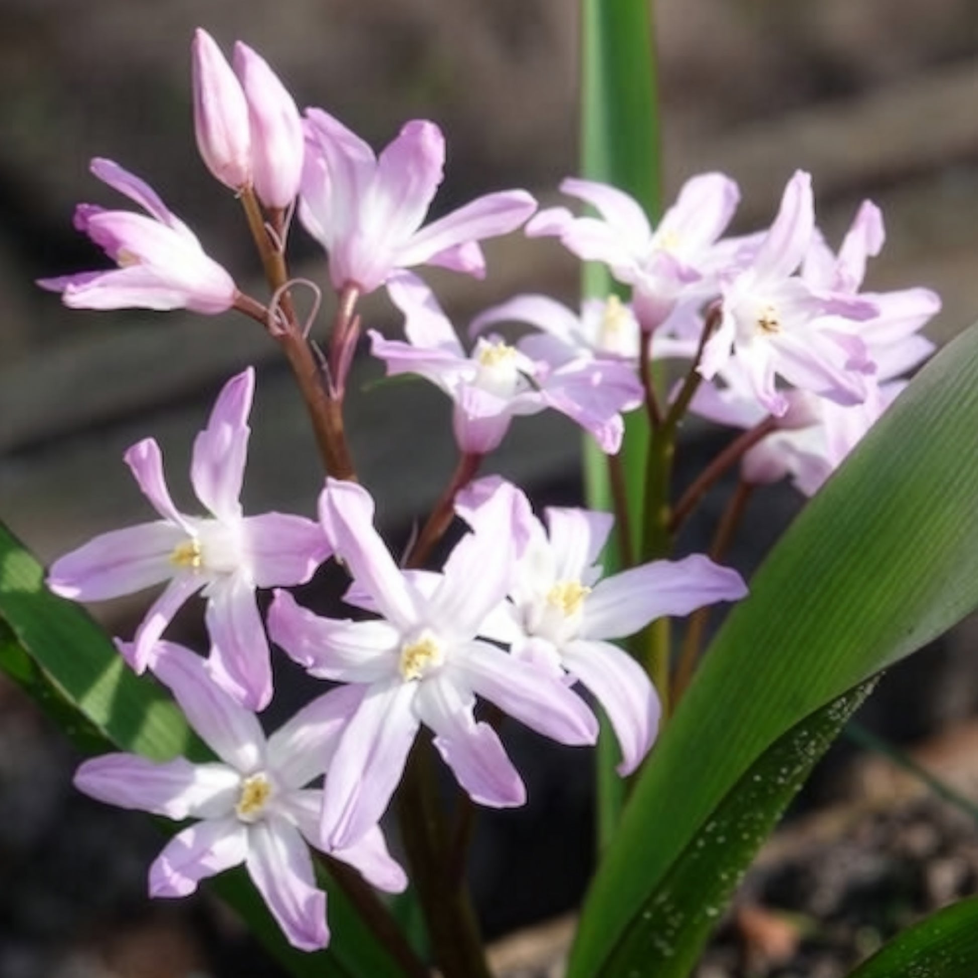 Chionodoxa 'pink giant' - Schneeglanz Pink Giant - Schneeglanz-Zwiebeln