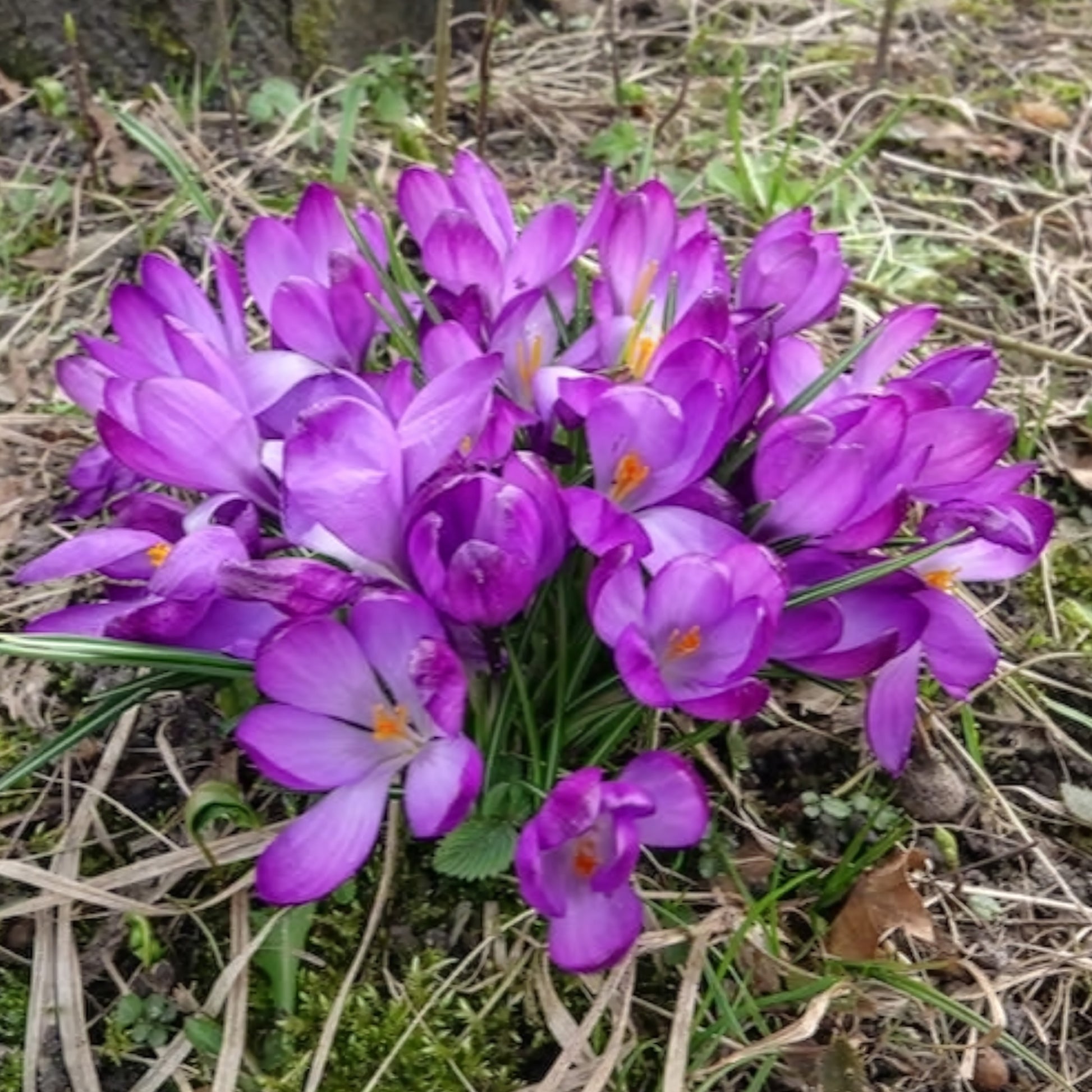 Crocus 'ruby giant' - Hybridkrokusse Ruby Giant - Krokus-Zwiebeln