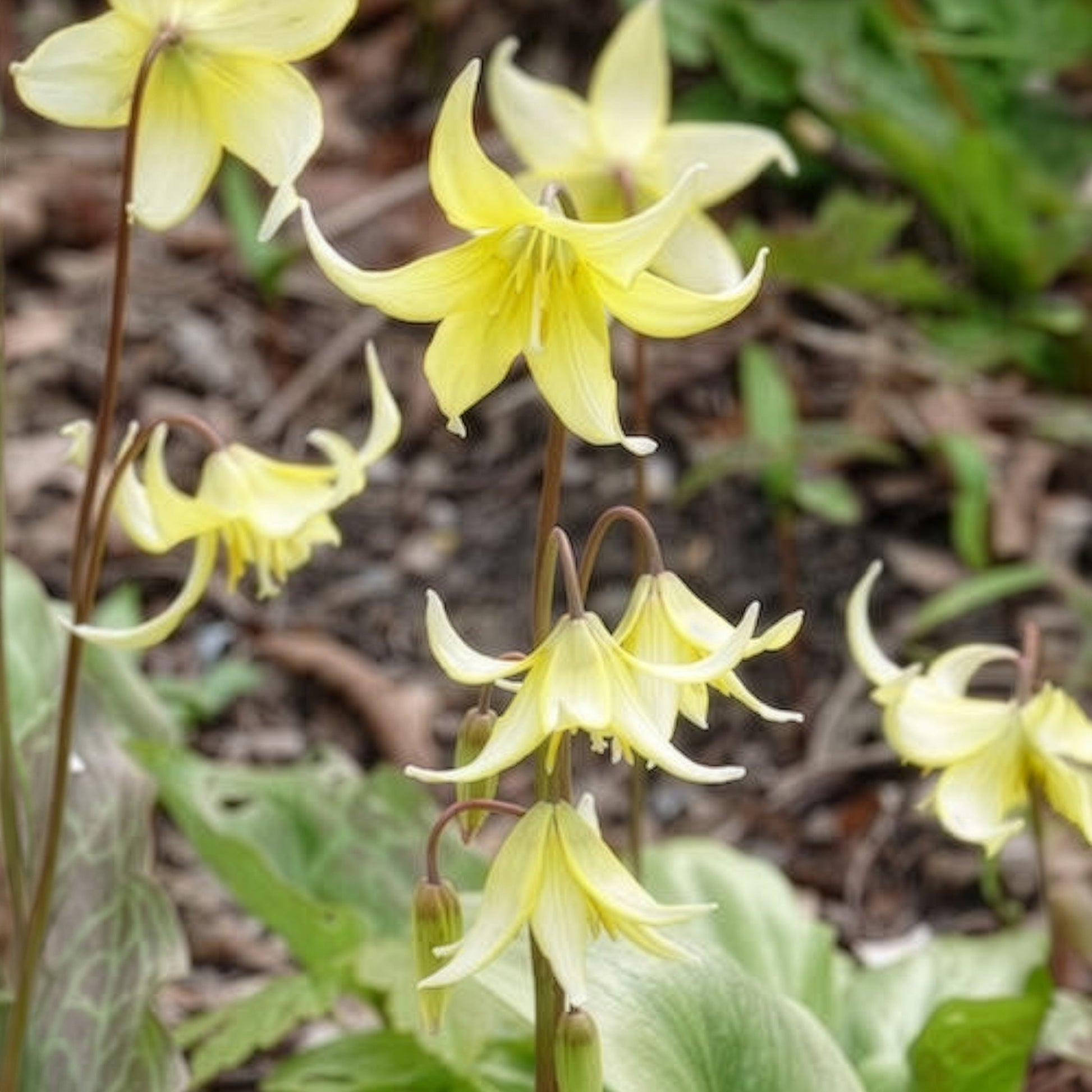 Frühlingszwiebeln - Hundszahn-Lilie 'Pagoda' - Erythronium 'pagoda'