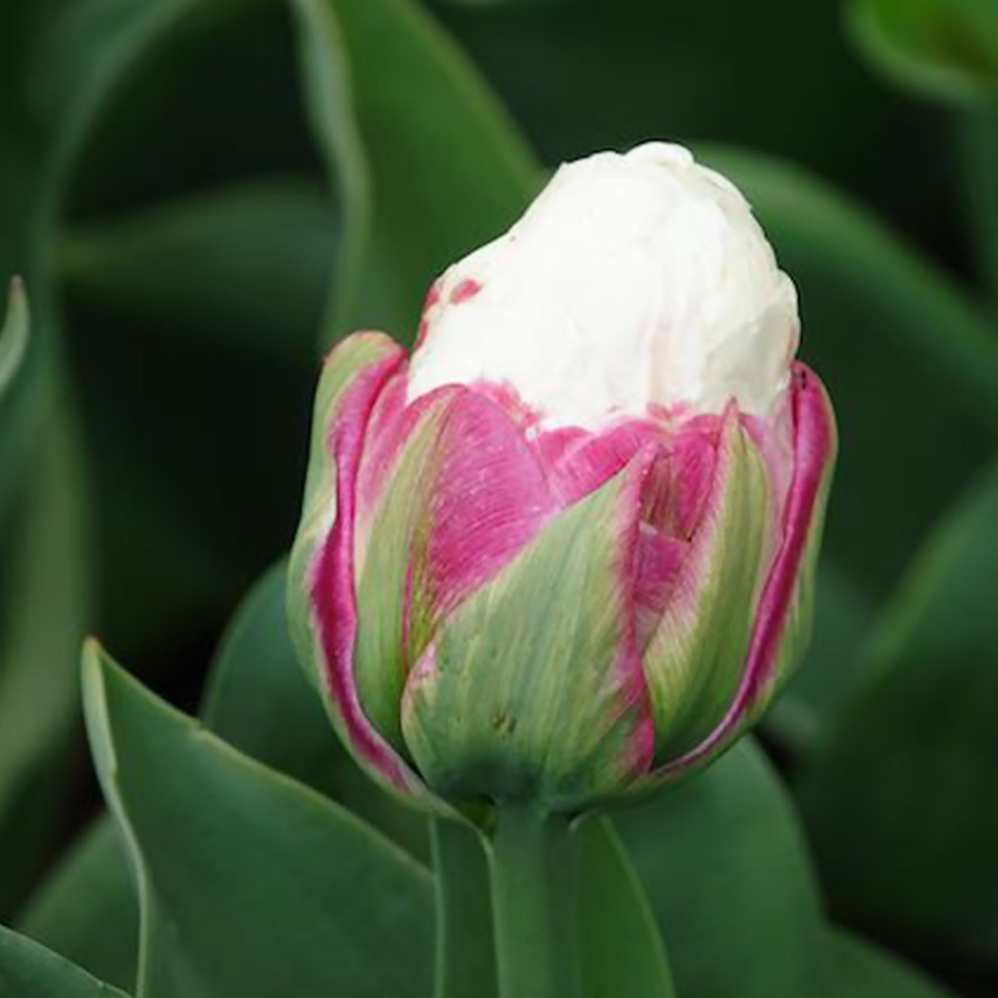 Verkauf Tulpe 'Ice Cream' gefüllt (x7) - Tulipa Ice Cream