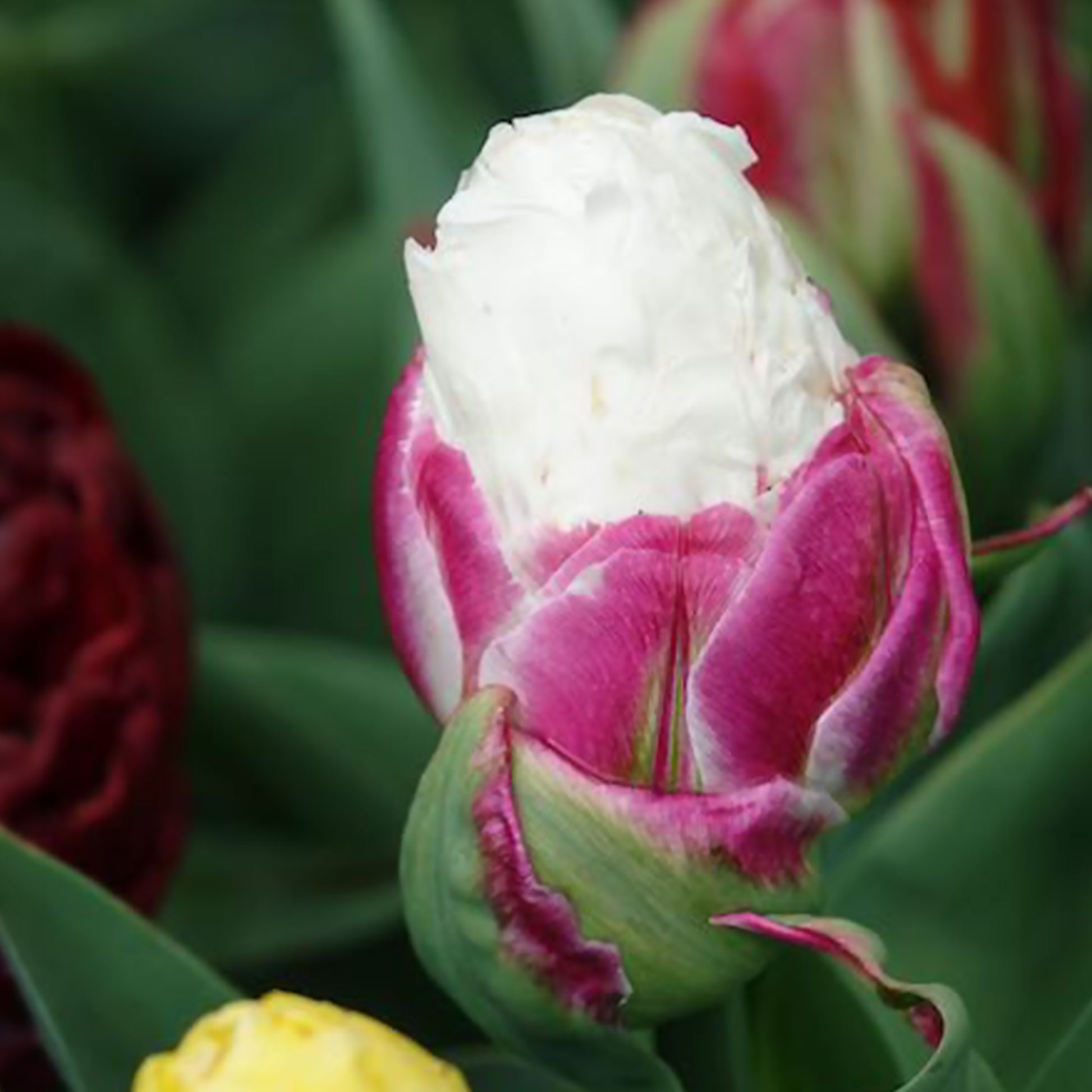 Tulpen-Zwiebeln - Tulpe 'Ice Cream' gefüllt (x7) - Tulipa Ice Cream