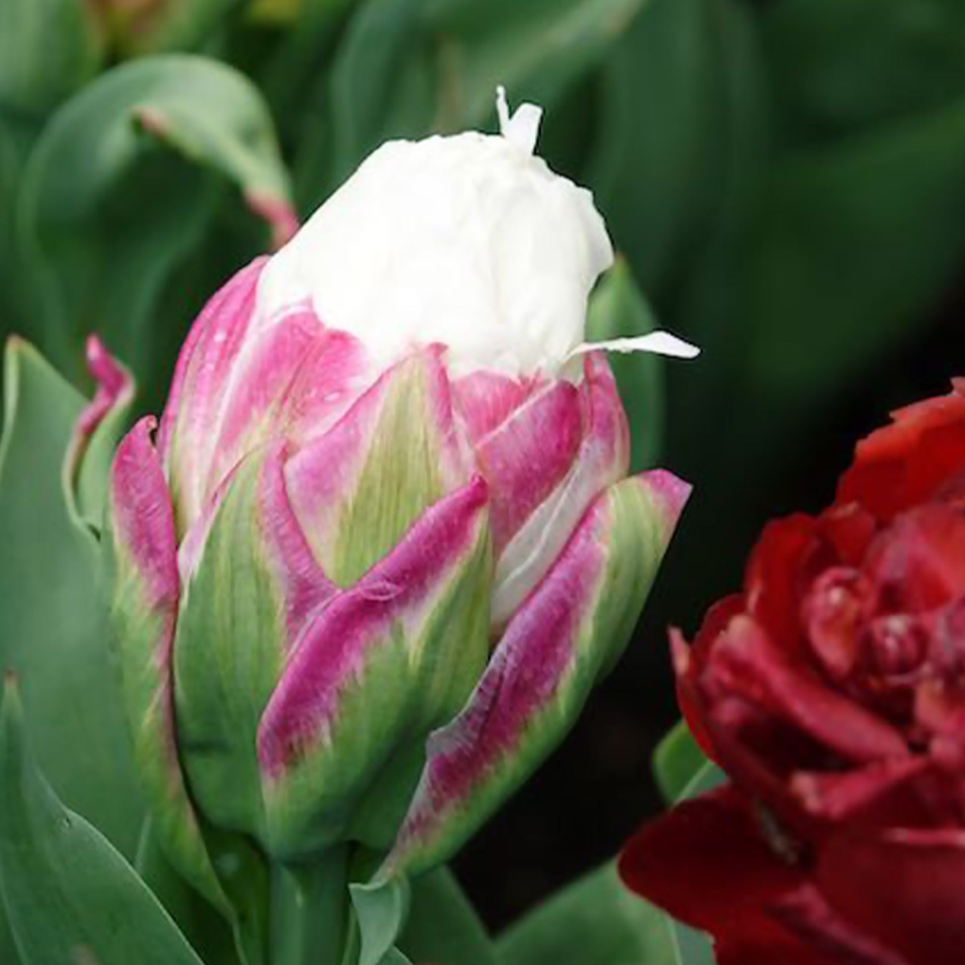 Tulipa Ice Cream - Tulpe 'Ice Cream' gefüllt (x7) - Tulpen-Zwiebeln