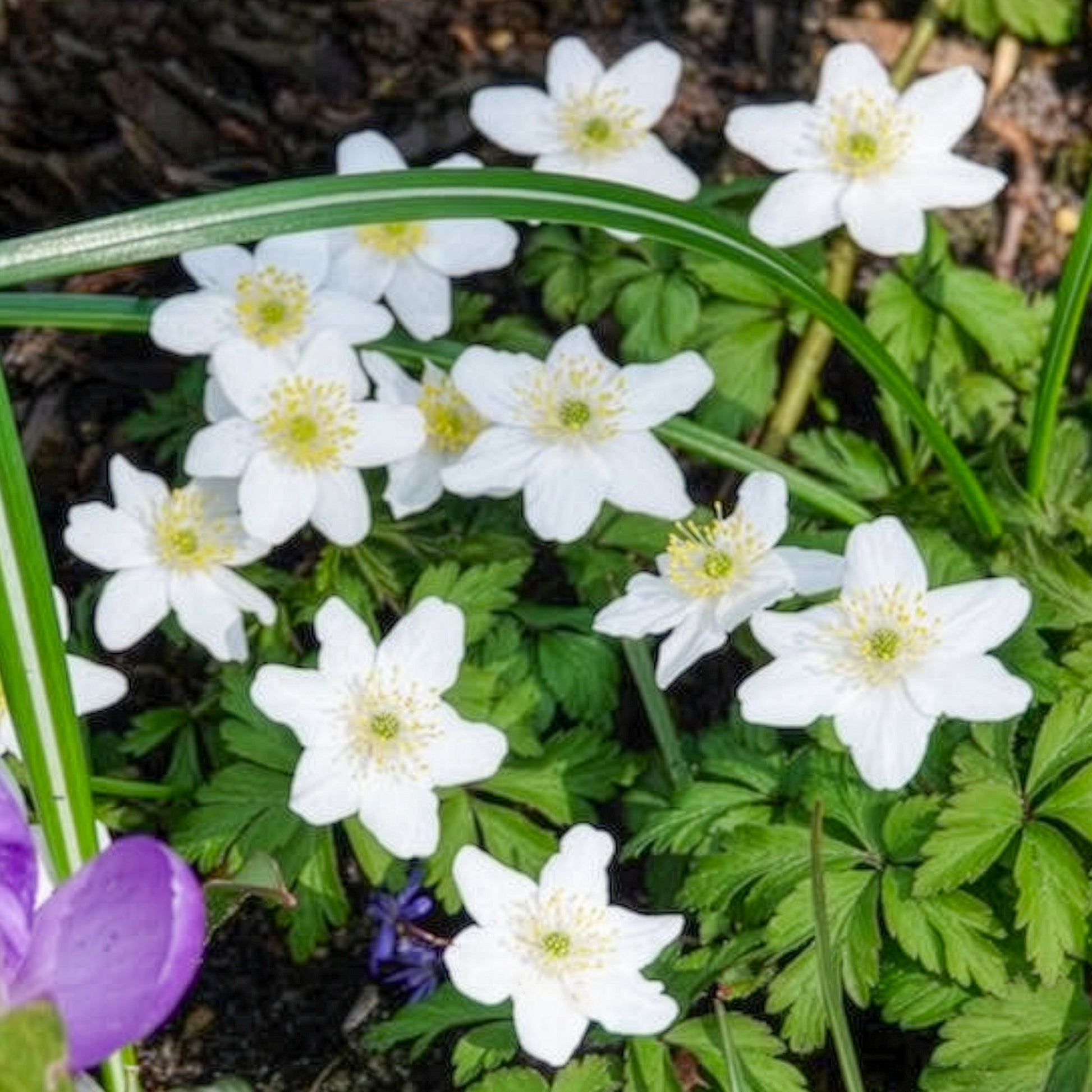 Anemonen-Zwiebeln - Buschwindröschen - Anemone nemorosa