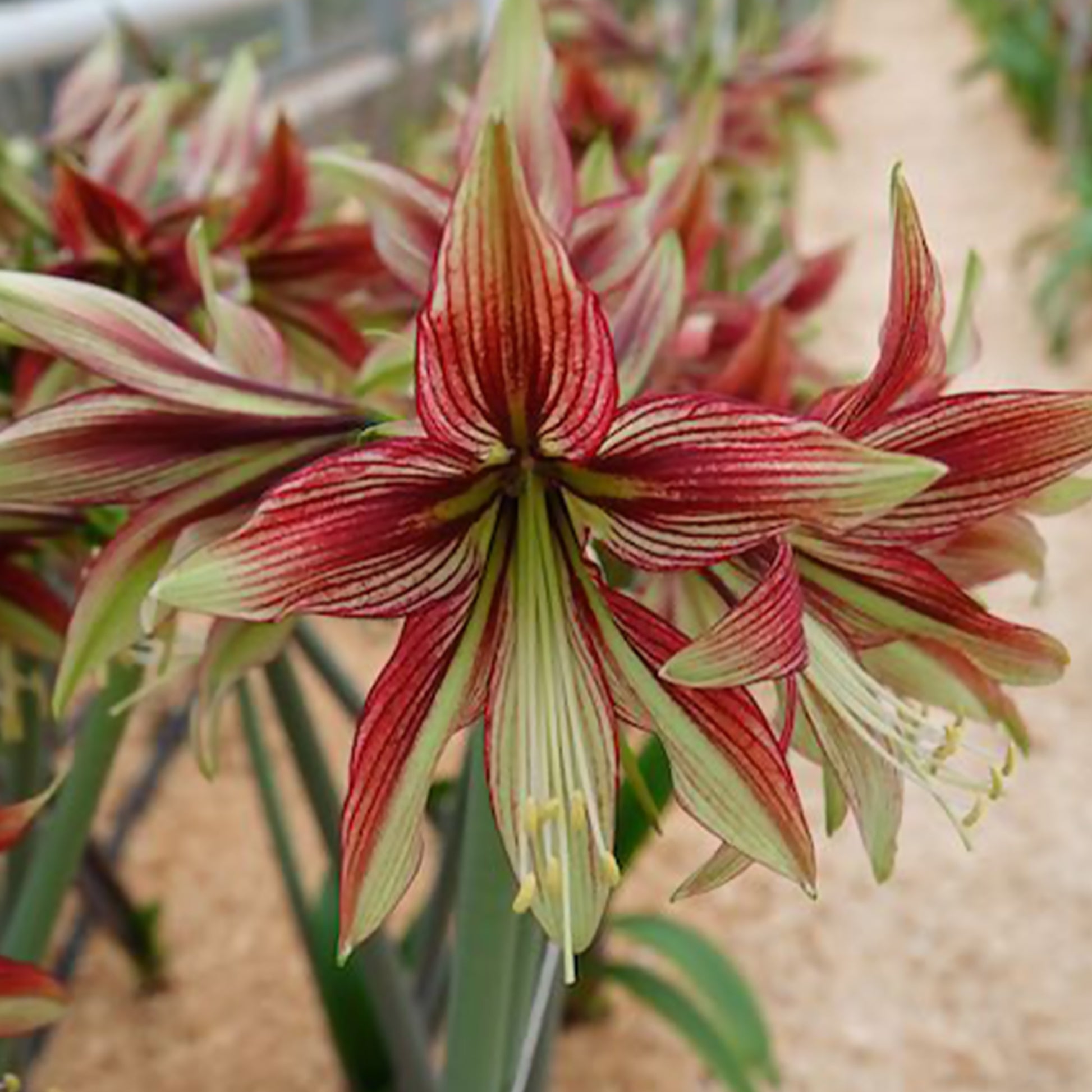 Hippeastrum Mystica - Ritterstern Mystica - Amaryllis-Zwiebeln