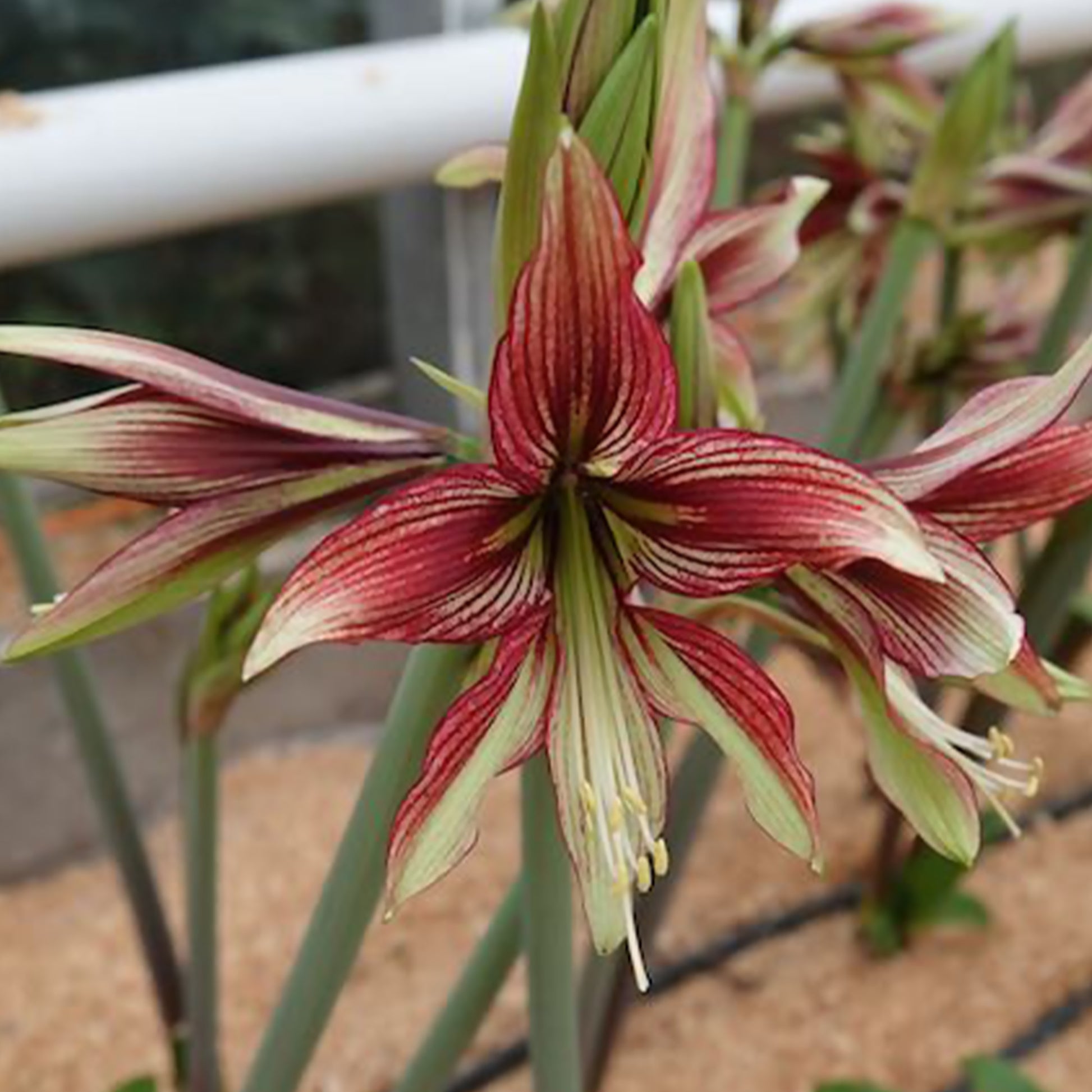 Ritterstern Mystica - Hippeastrum Mystica - Bakker