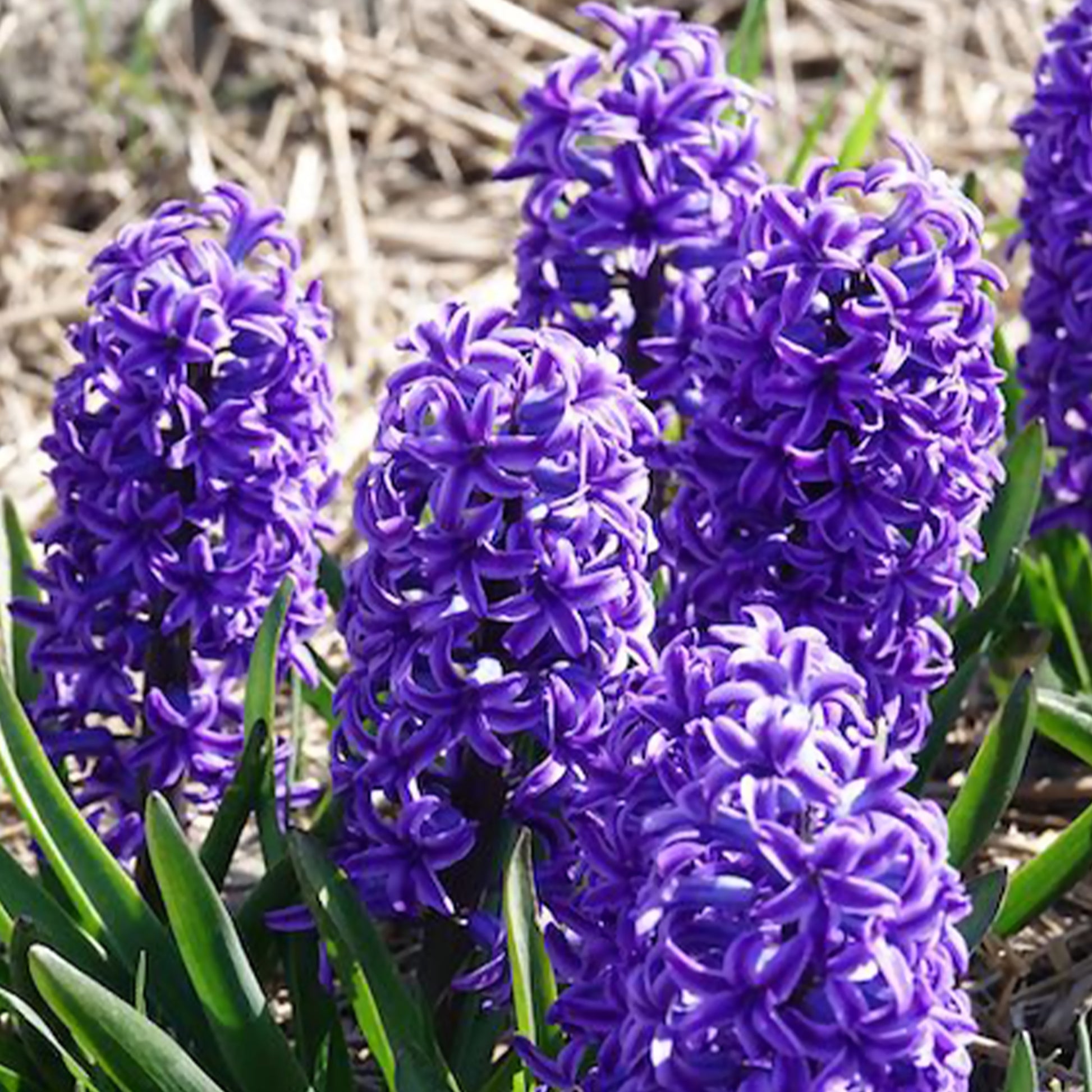 Verkauf Hyazinthe Blue Jacket - Hyacinthus orientalis Blue Jacket