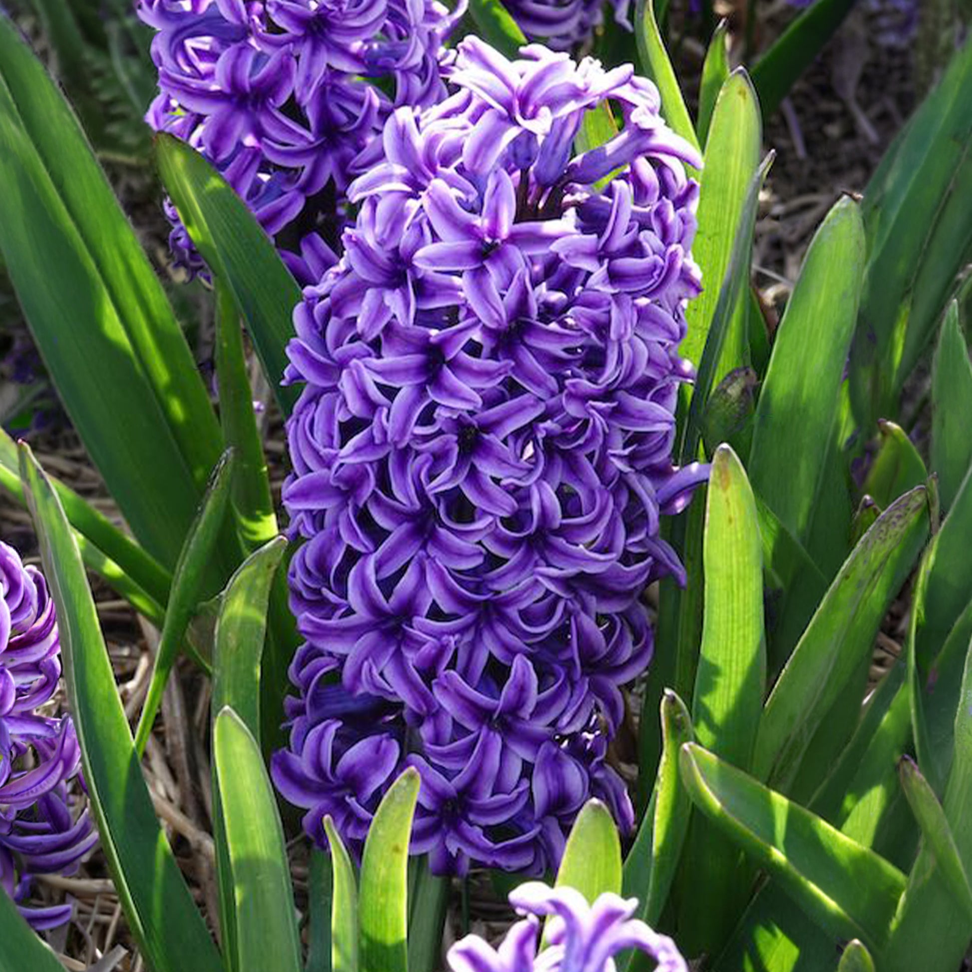 Hyazinthen-Zwiebeln - Hyazinthe Blue Jacket - Hyacinthus orientalis Blue Jacket