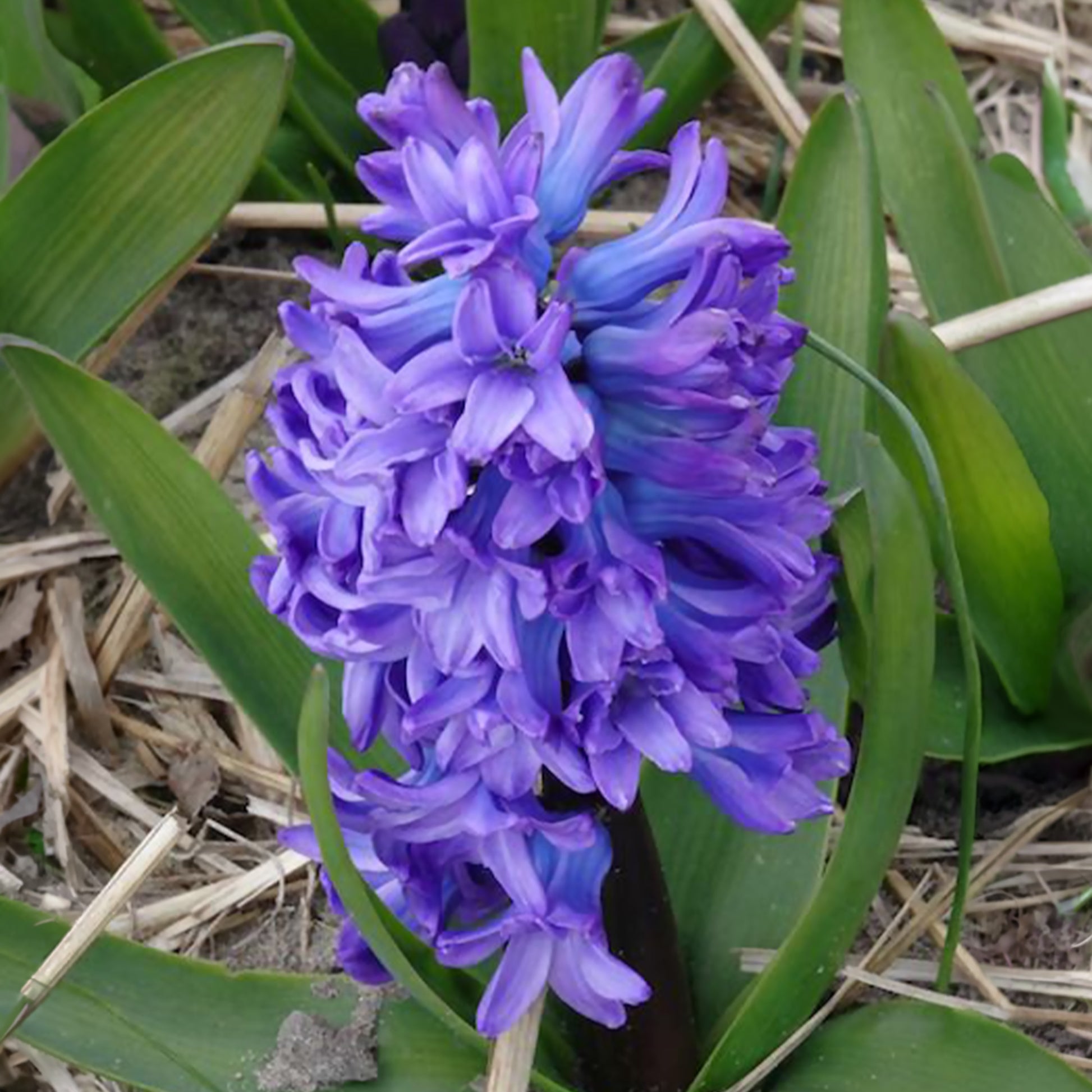 Verkauf Hyazinthe 'Delft Blue'