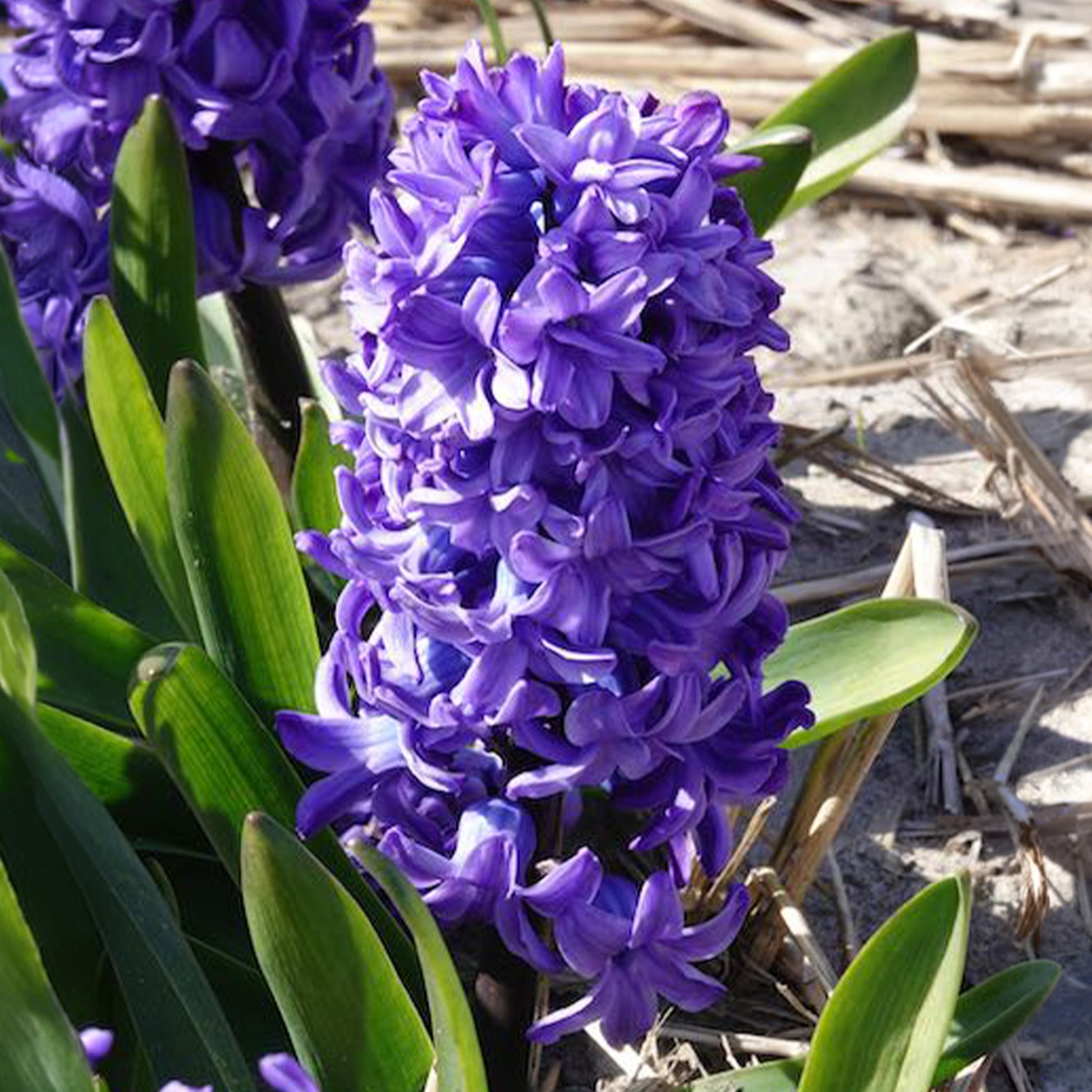 Hyazinthen-Zwiebeln - Hyazinthe 'Delft Blue' - Hyacinthus orientalis Delft Blue