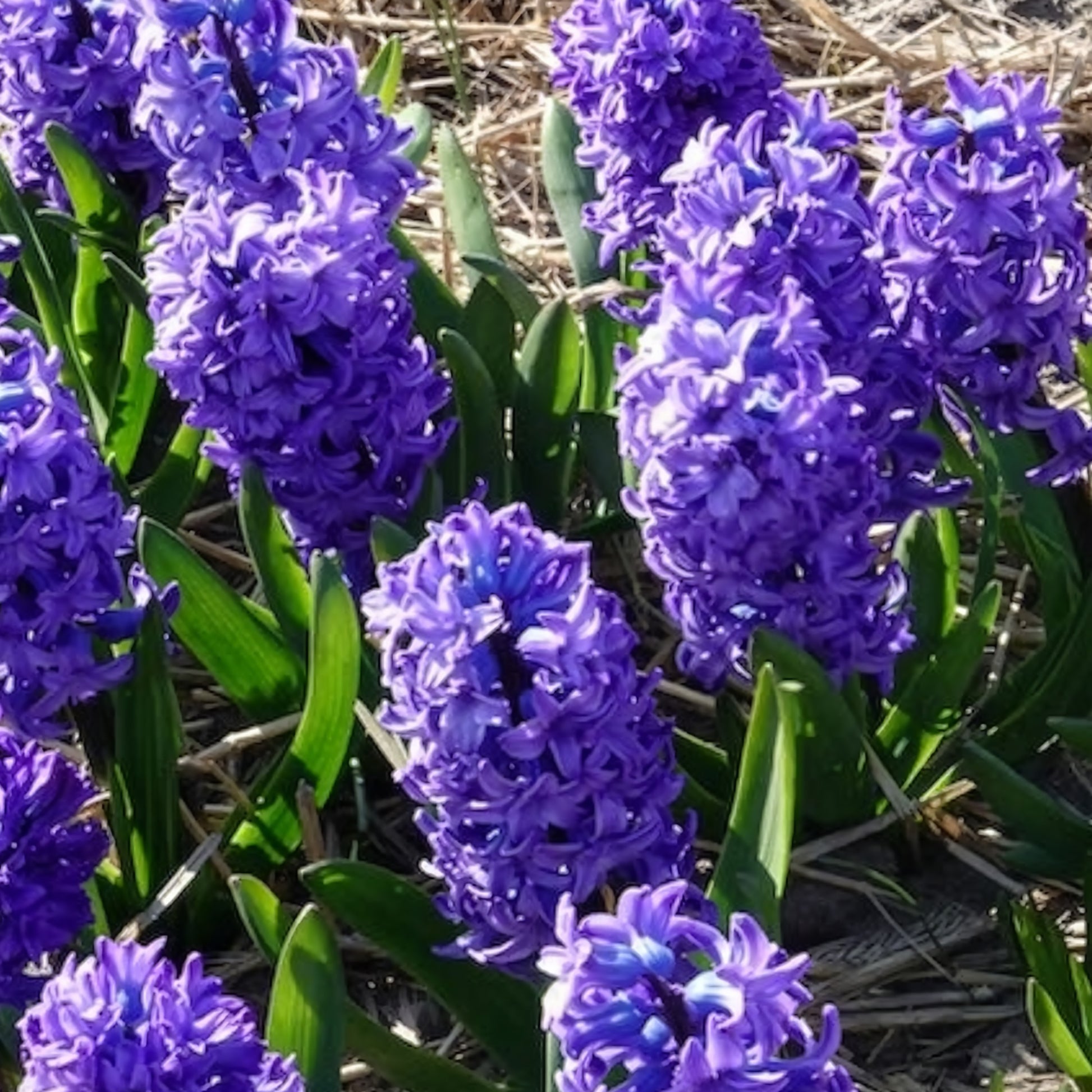 Verkauf Hyazinthe 'Delft Blue' - Hyacinthus orientalis Delft Blue