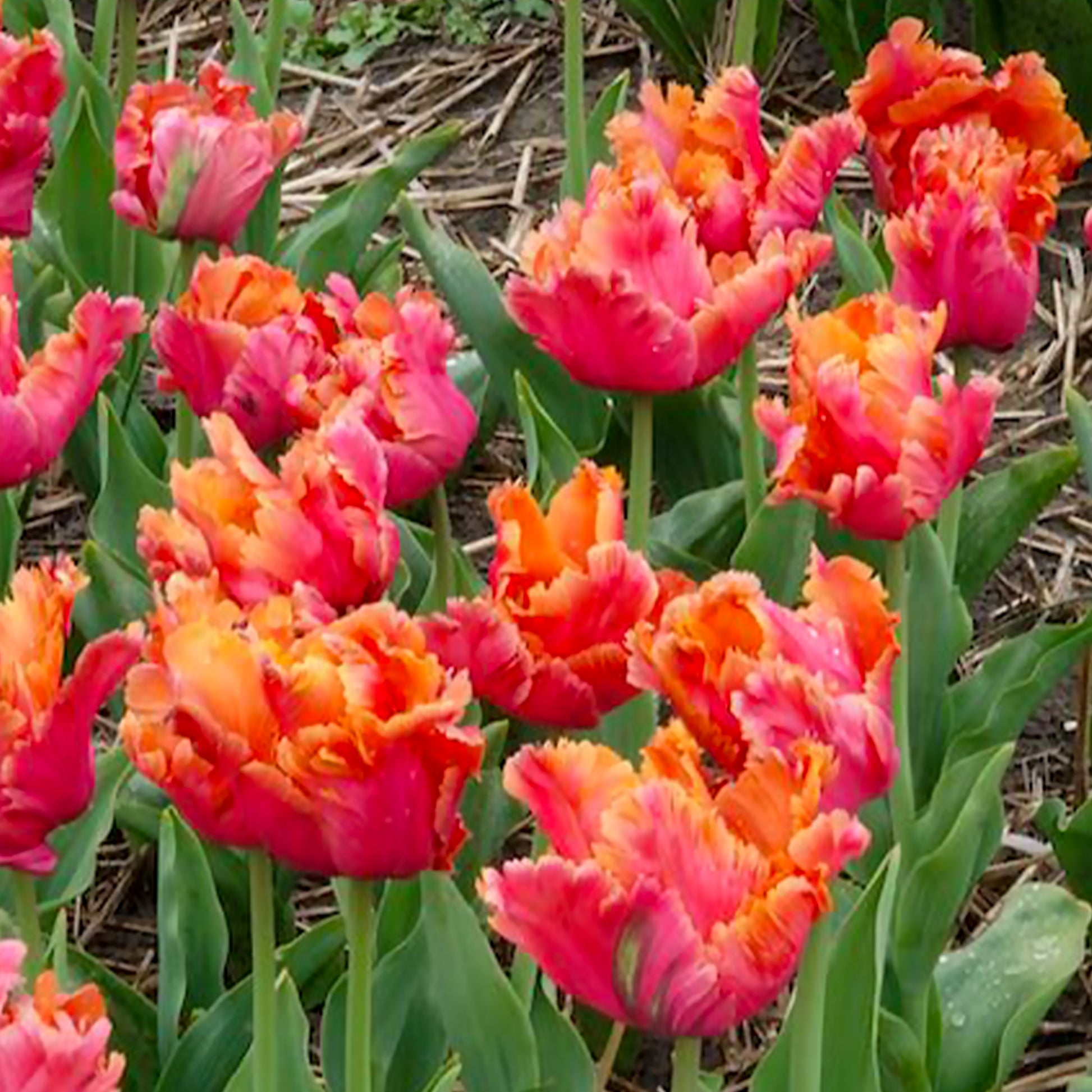 7 Papageientulpen Amazing Parrot - Tulpen-Zwiebeln - Bakker