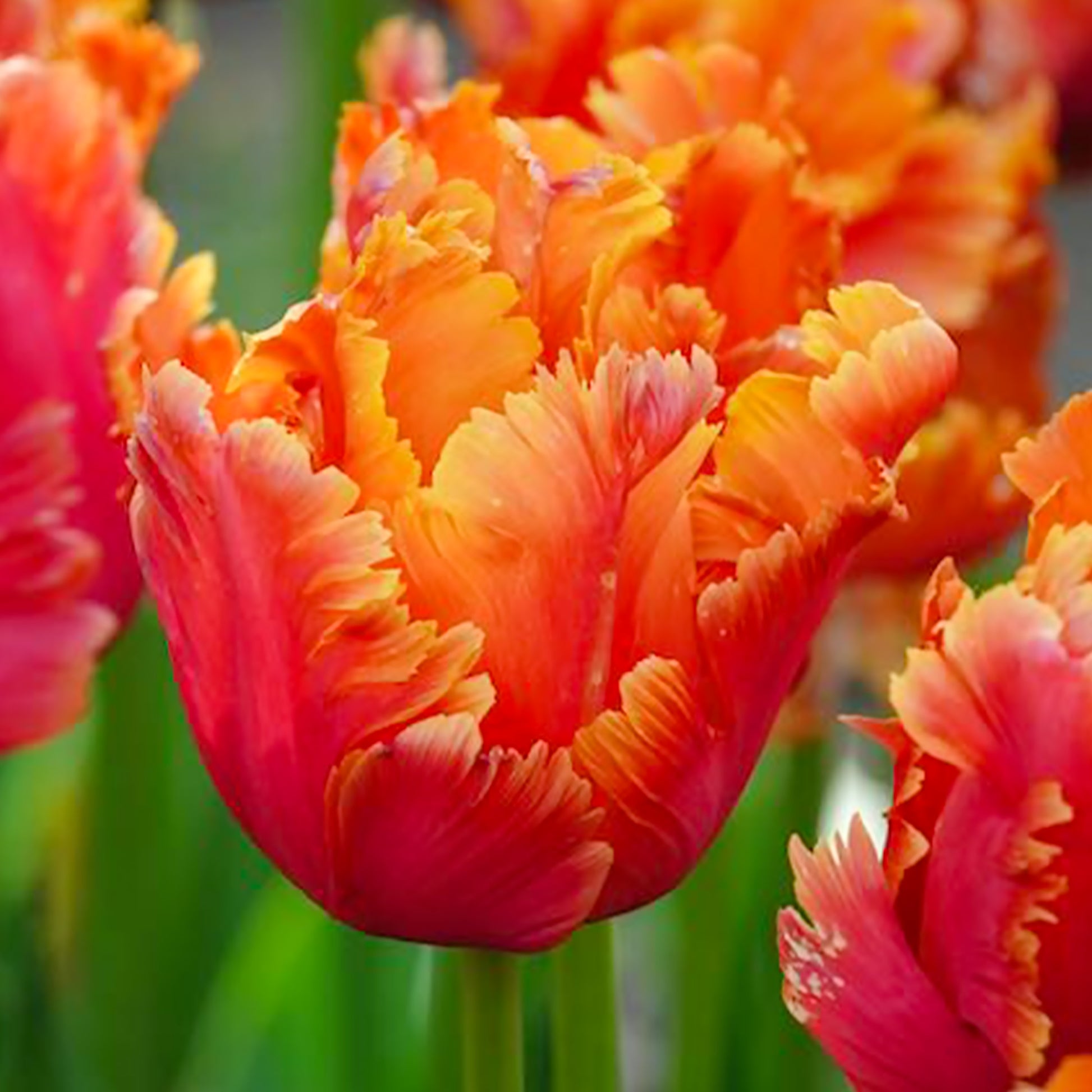 Verkauf 7 Papageientulpen Amazing Parrot - Tulipa parrot Amazing Parrot