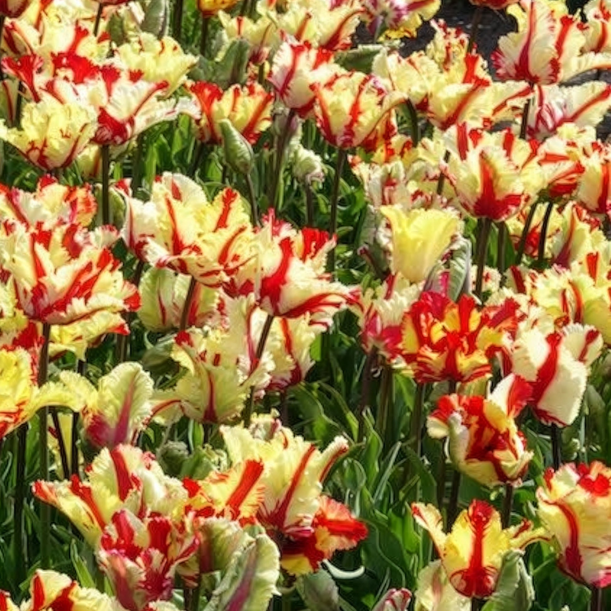 Verkauf Papageien-Tulpe Flaming Parrot - Tulipa Flaming Parrot