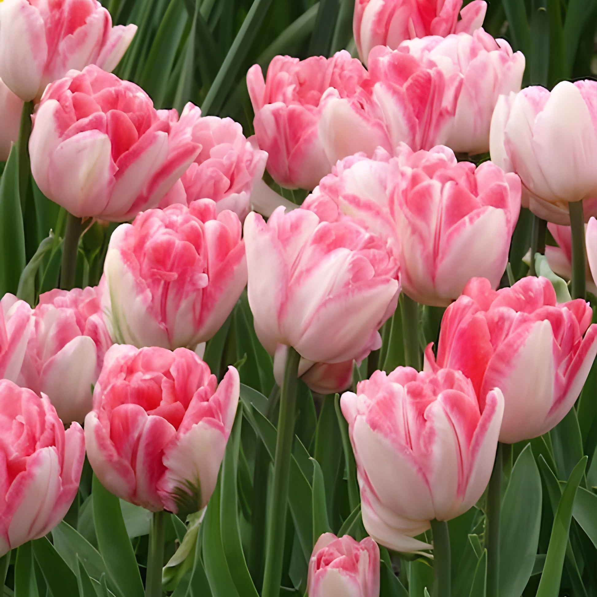 Tulpen 'Foxtrot' (x10) - Tulpen-Zwiebeln - Bakker