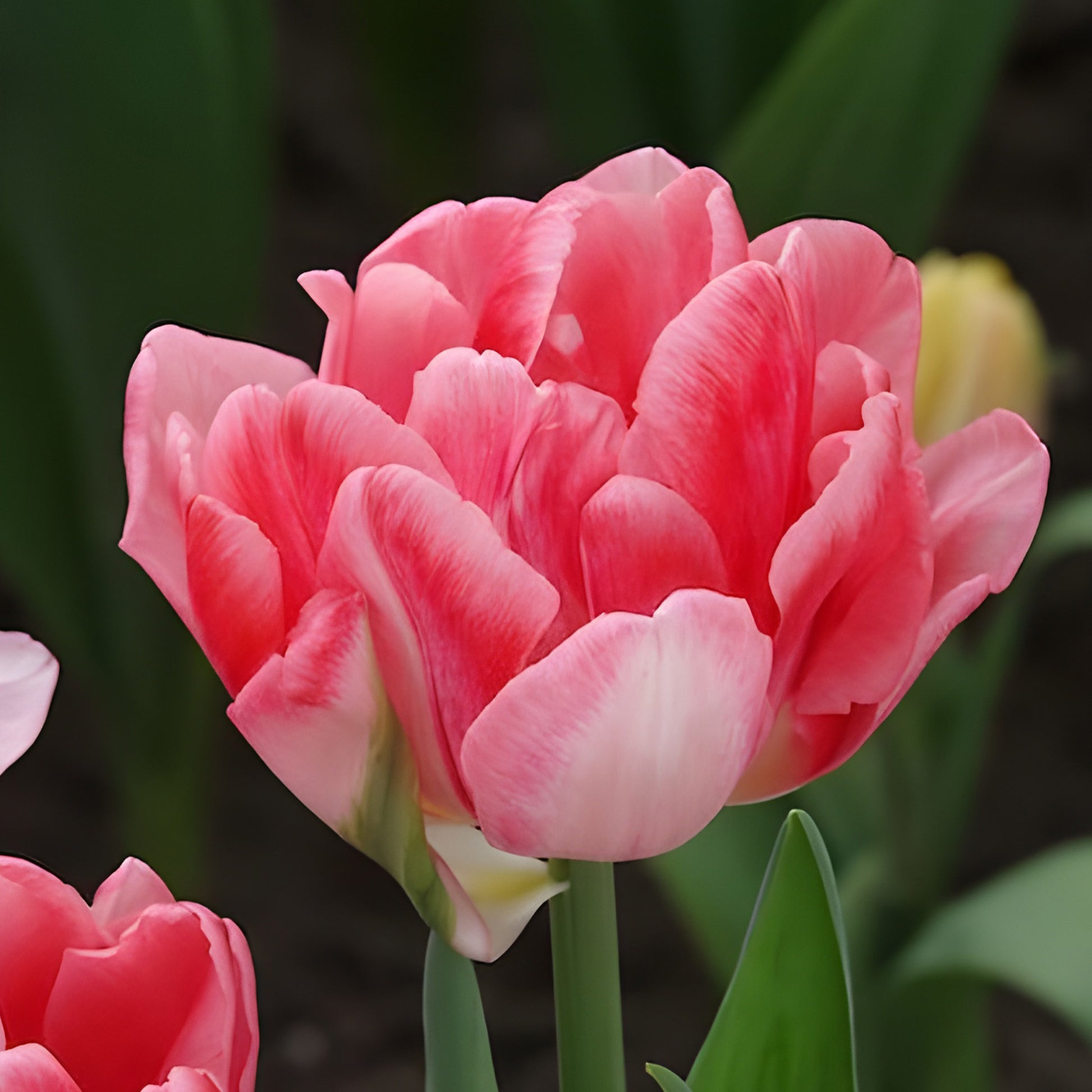 Verkauf Tulpen 'Foxtrot' (x10)