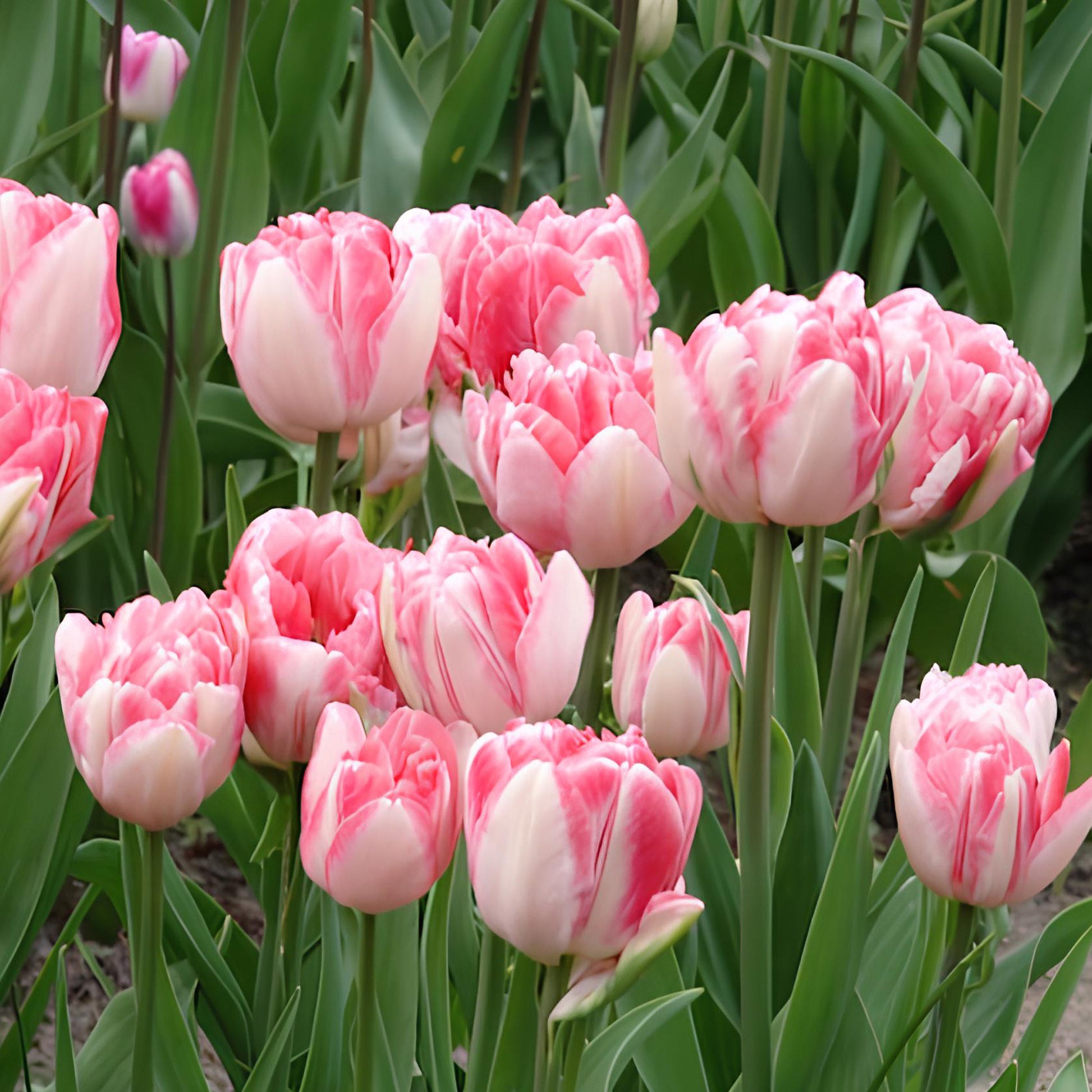 Verkauf Tulpen 'Foxtrot' (x10) - Tulipa foxtrot