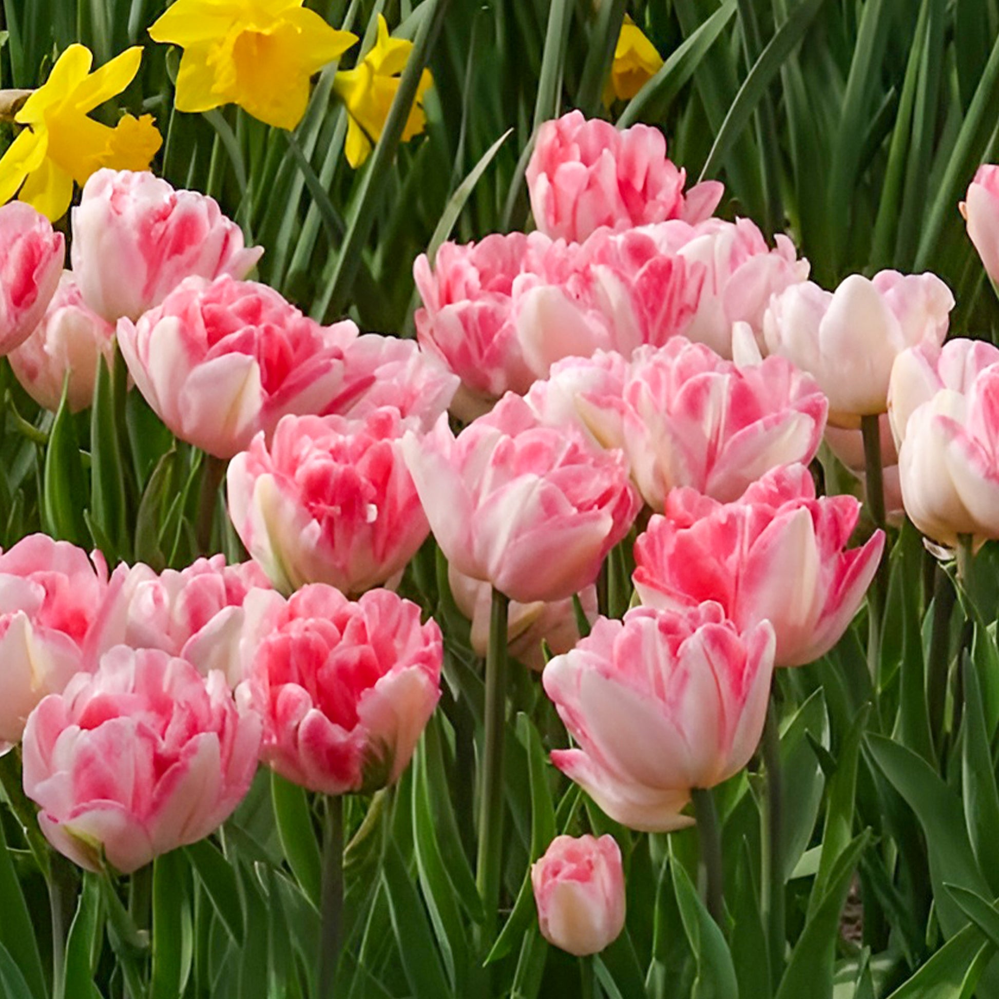 Tulipa foxtrot - Tulpen 'Foxtrot' (x10) - Tulpen-Zwiebeln