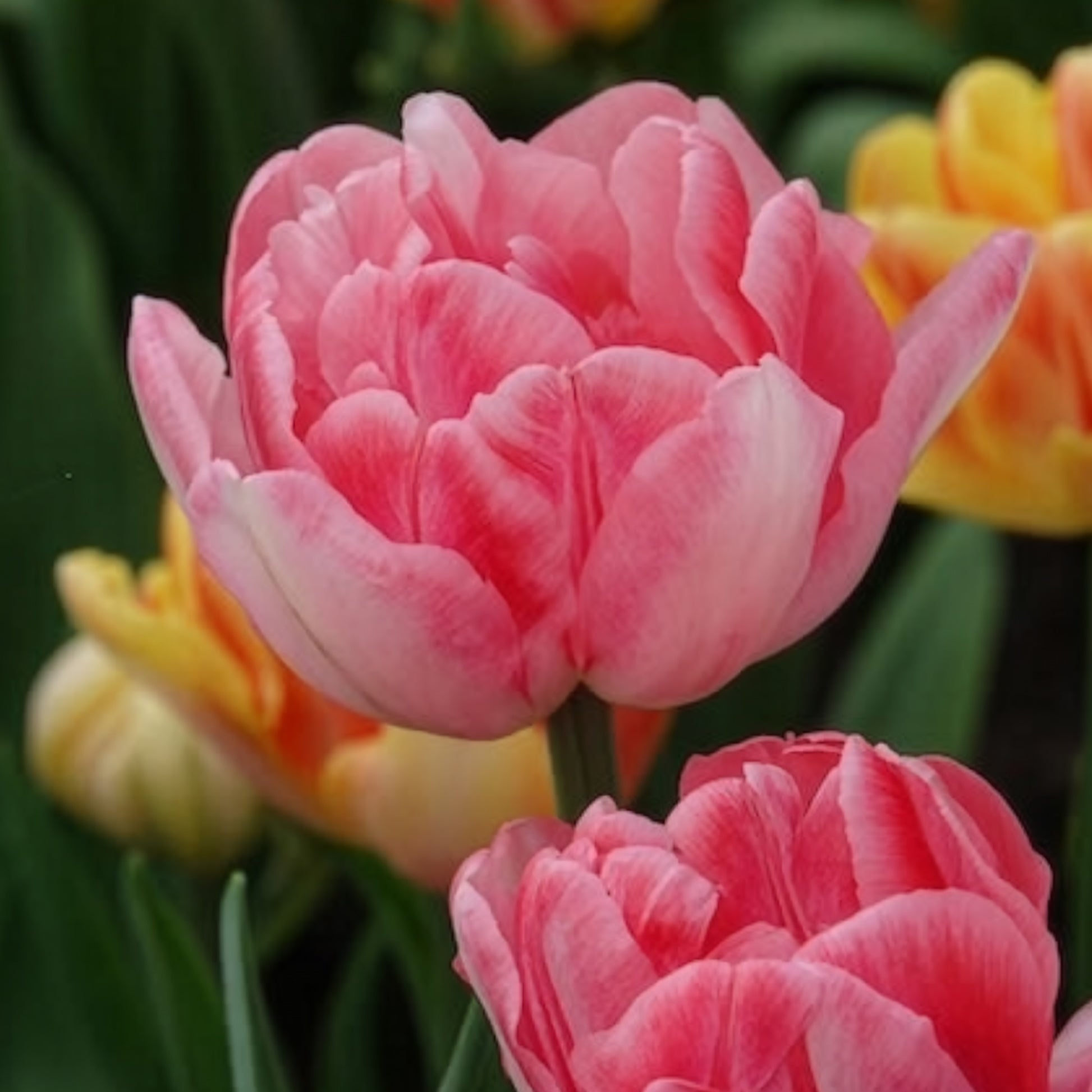 Tulpen-Zwiebeln - Tulpen 'Foxtrot' (x10) - Tulipa foxtrot