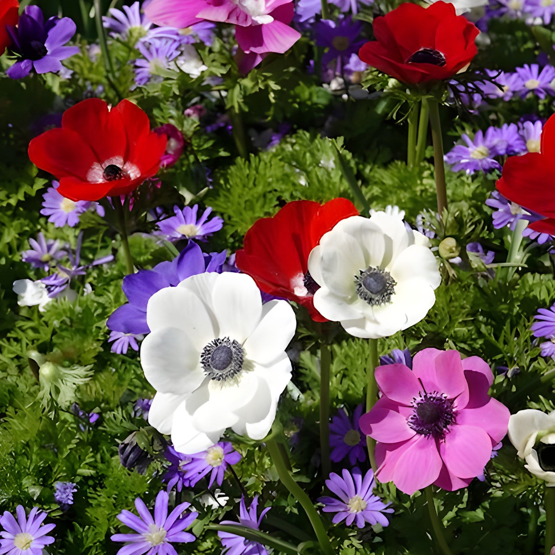Anemone coronaria de Caen - Anemone 'De Caen' Mischung - Anemonen-Zwiebeln