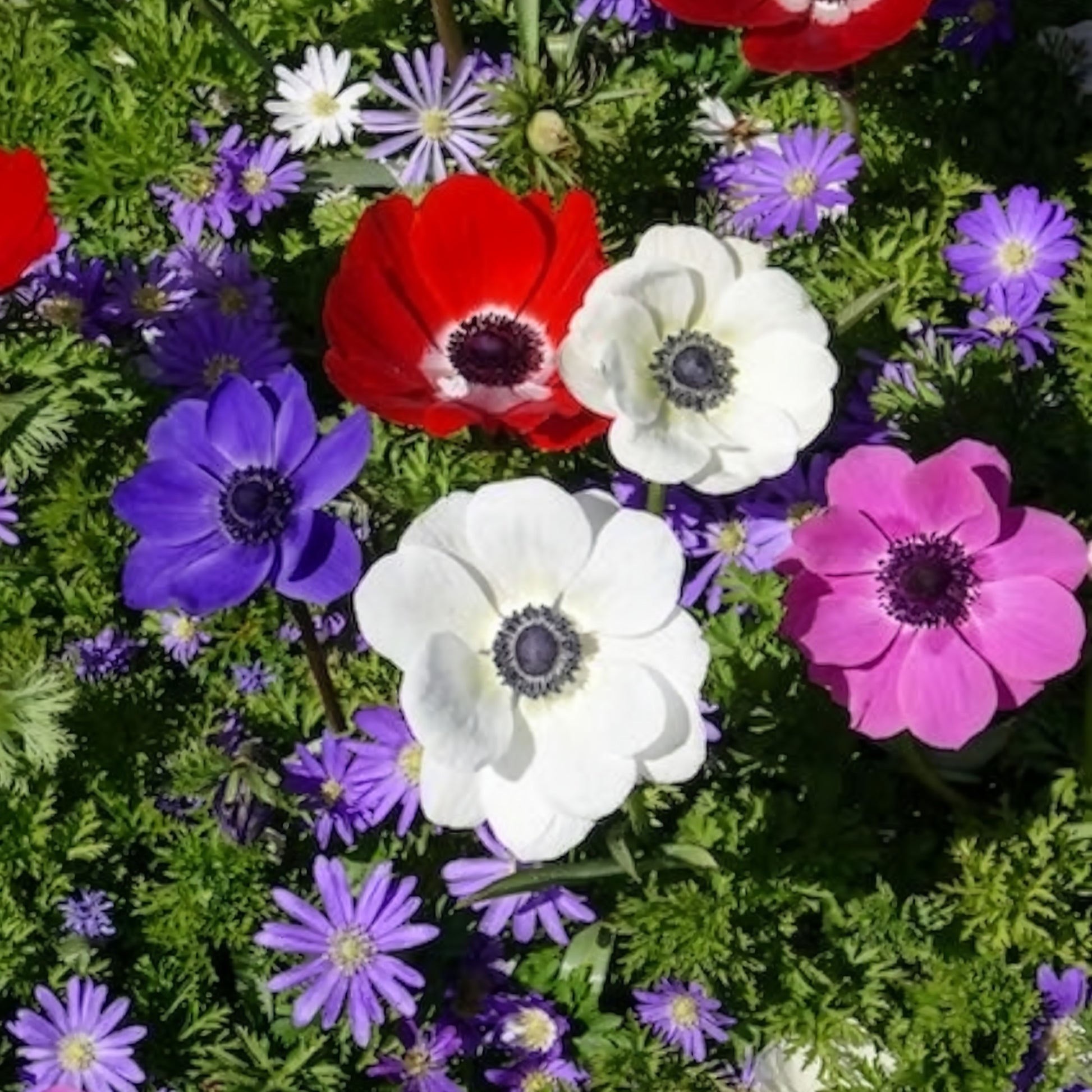 Anemone 'De Caen' Mischung - Anemonen-Zwiebeln - Bakker