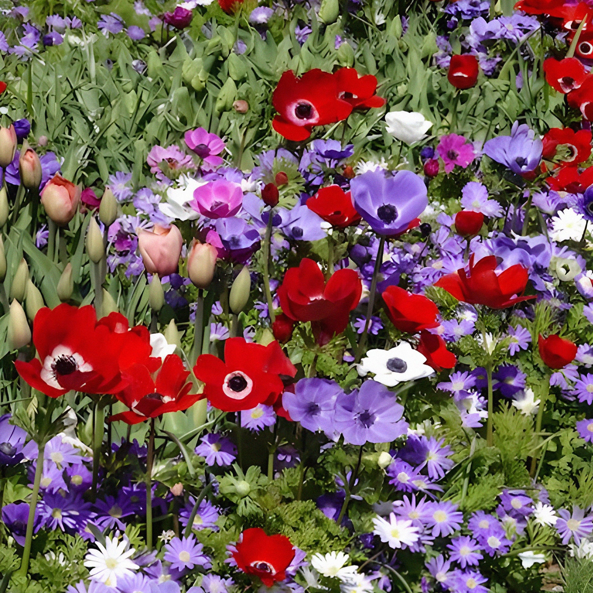 Anemone 'De Caen' Mischung - Anemone coronaria de Caen - Bakker